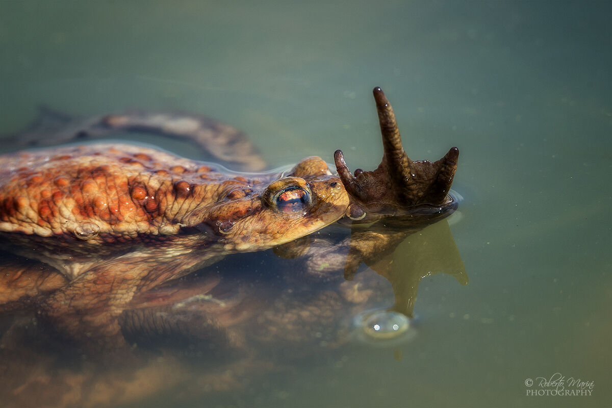 Funny Funny..... Rude