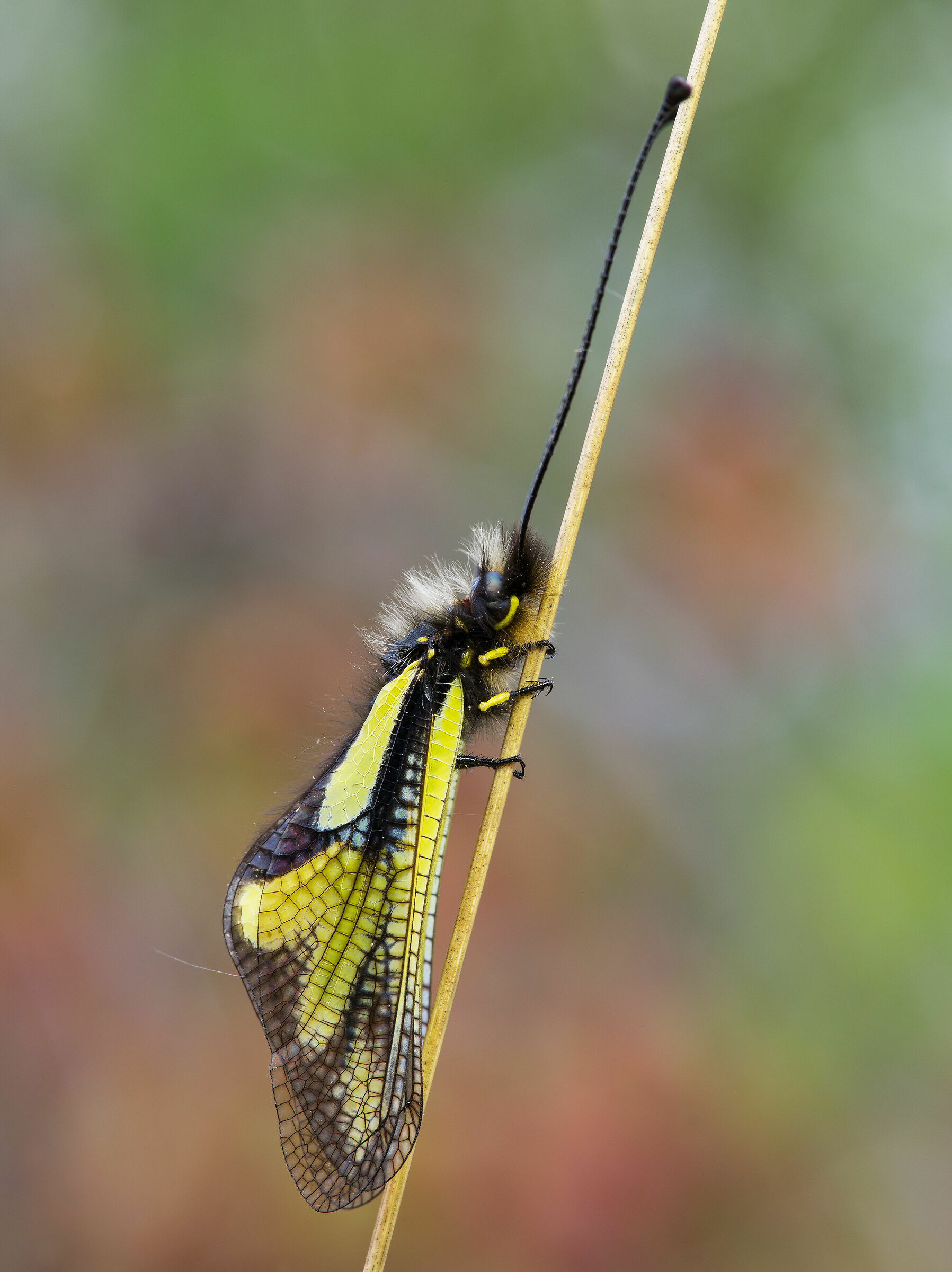 Libelloides coccajus