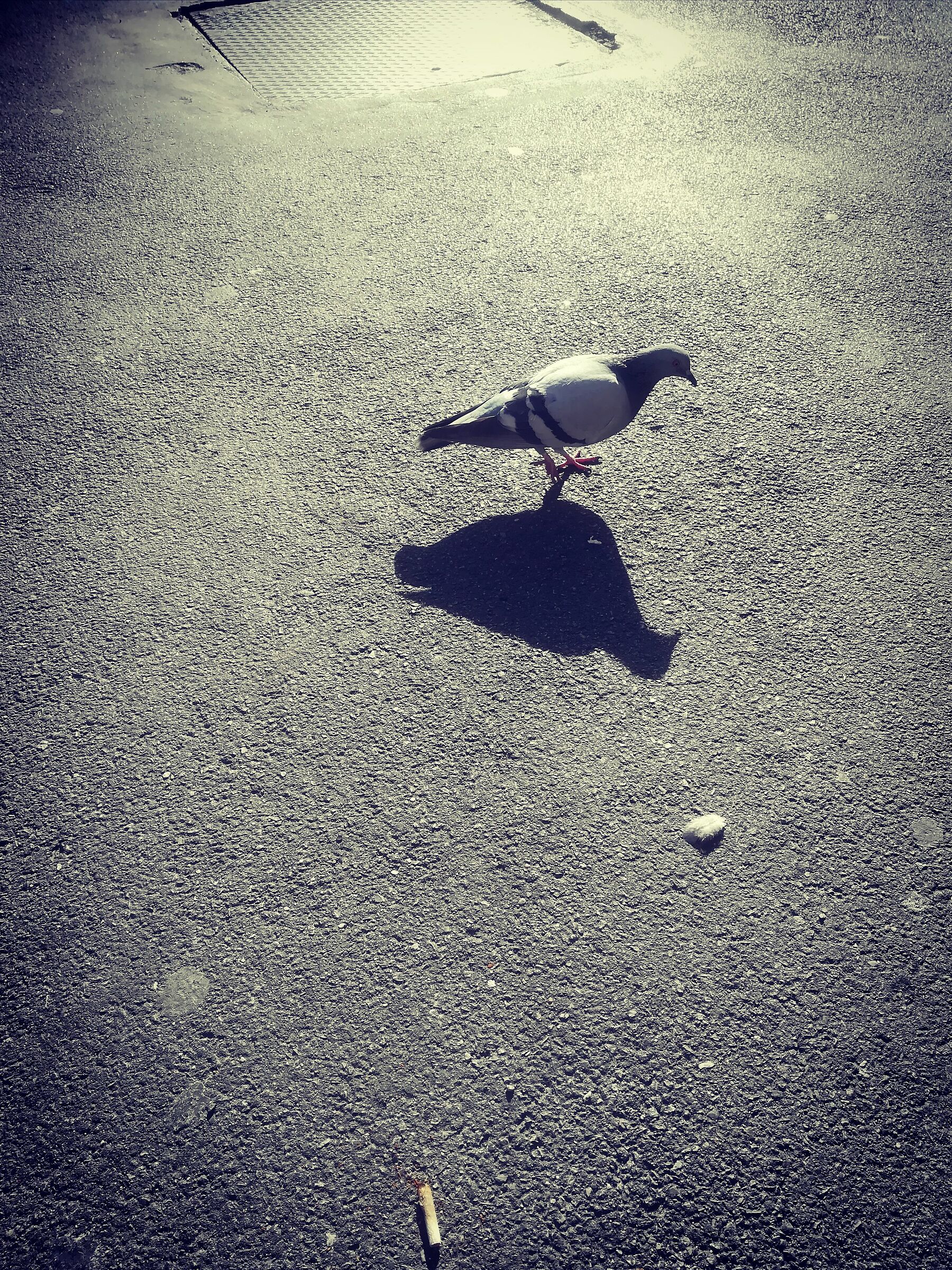 The Solitary Pigeon