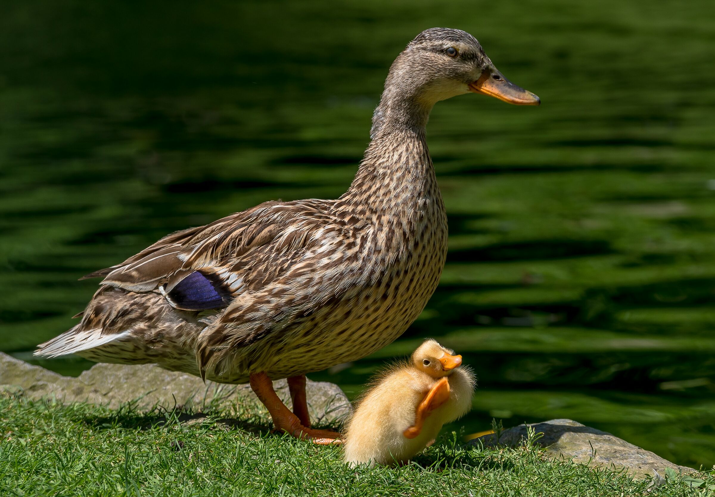 Un carissimo saluto.....