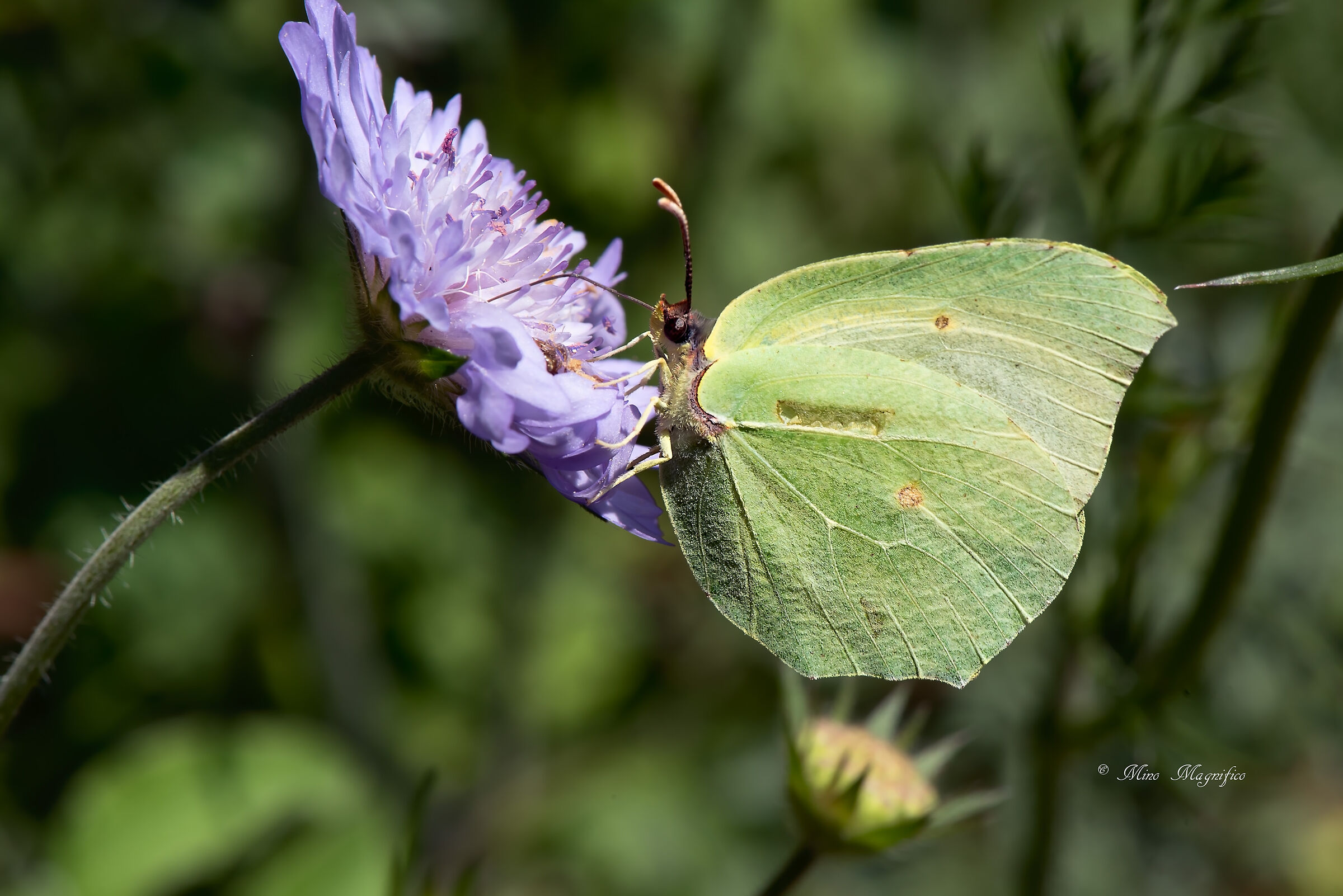 Pieris Rapae