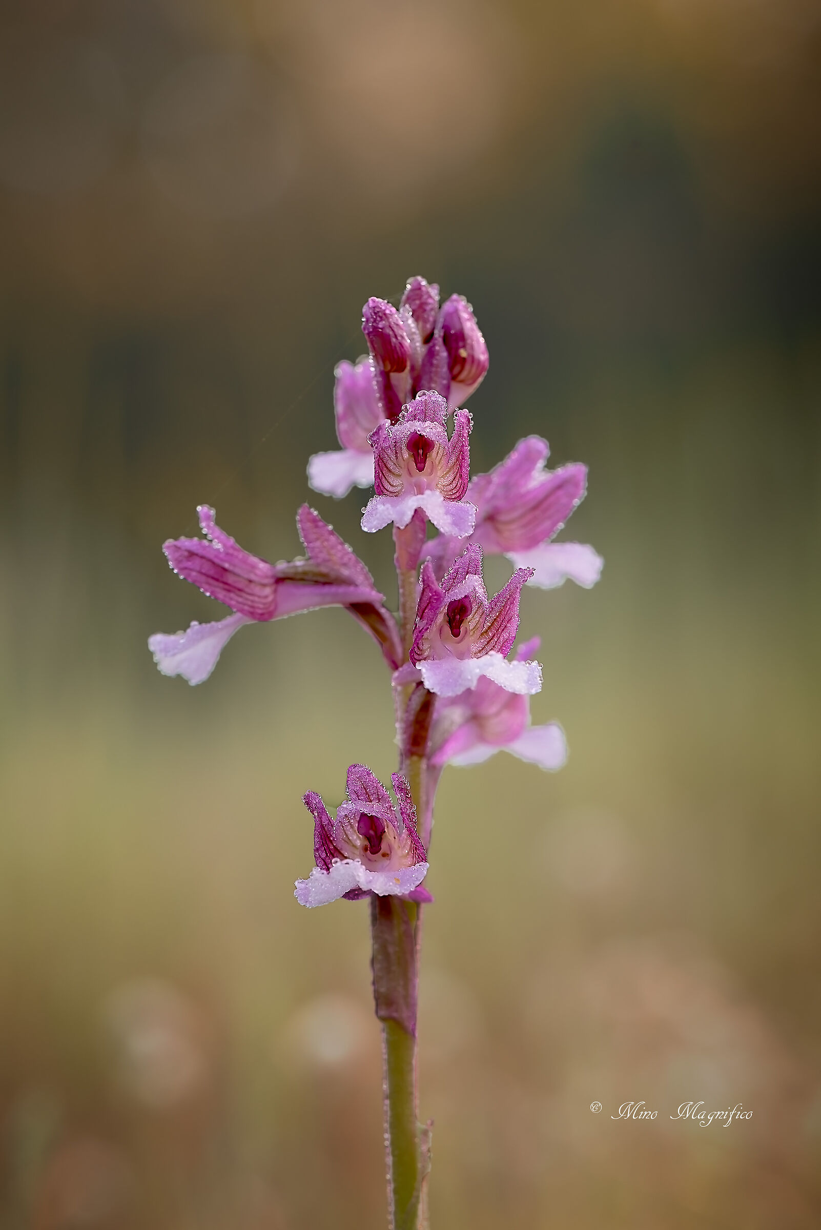 Orchidea