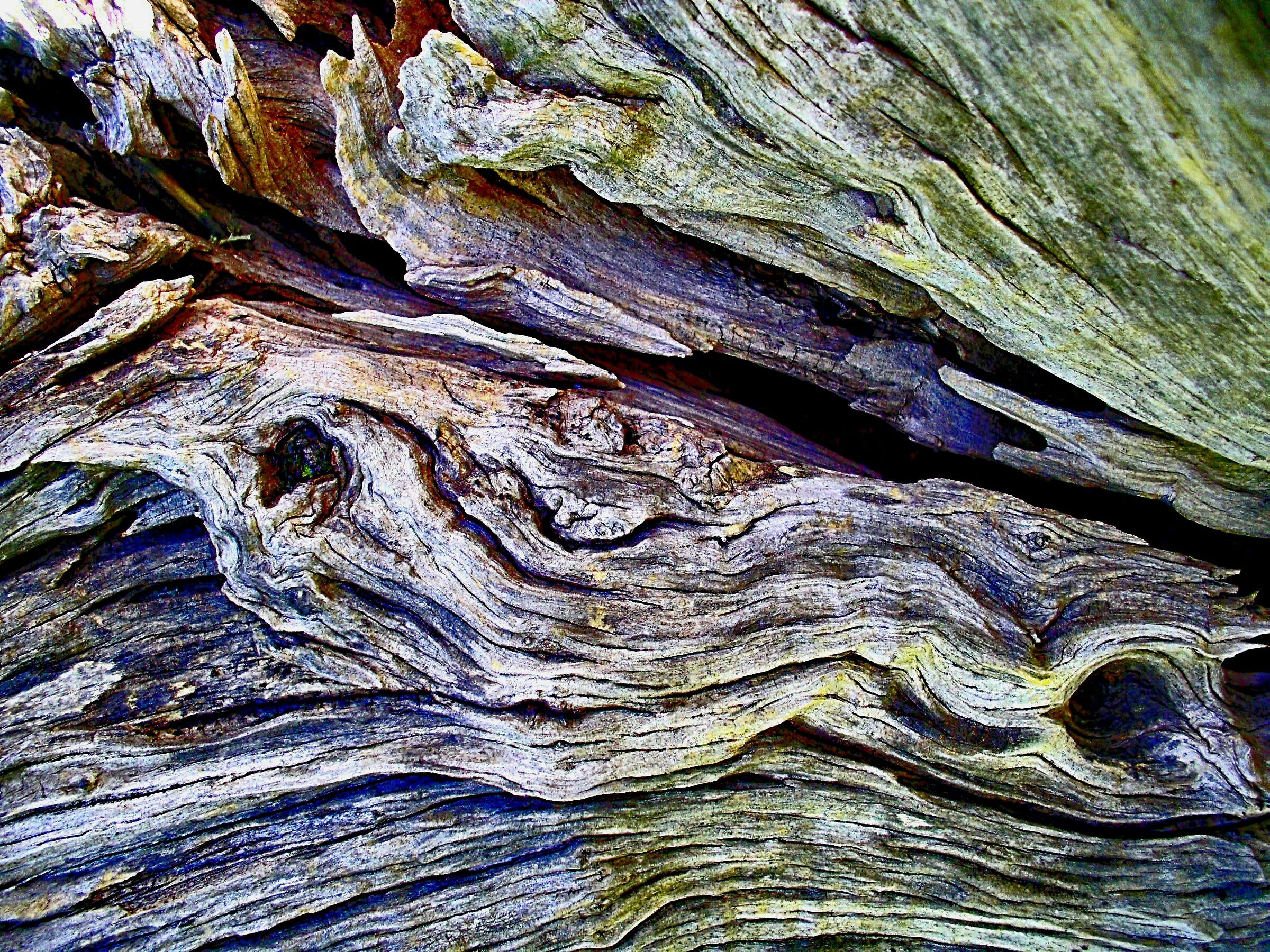 Cromatismi Arborei