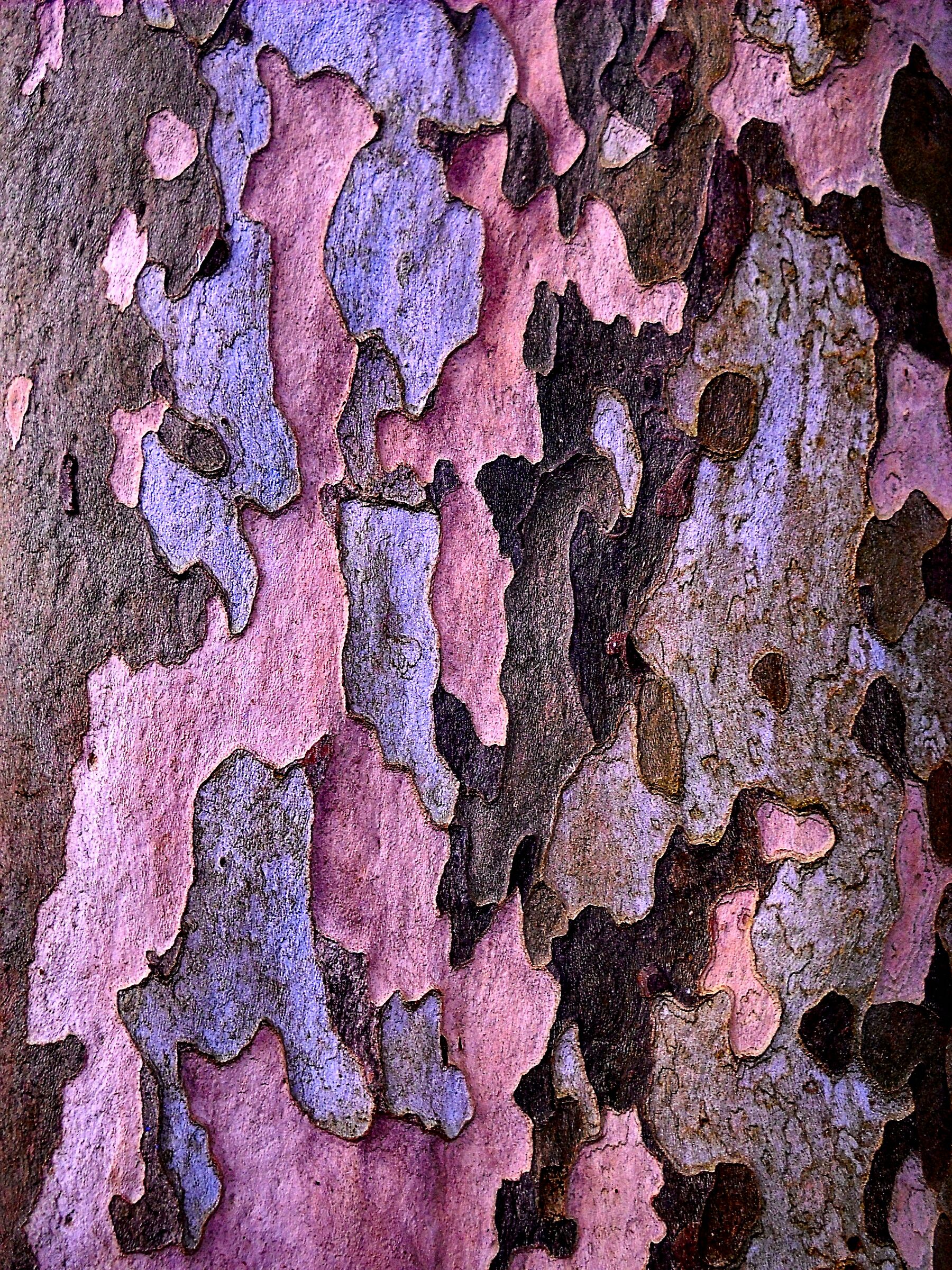 Cromatismi Arborei