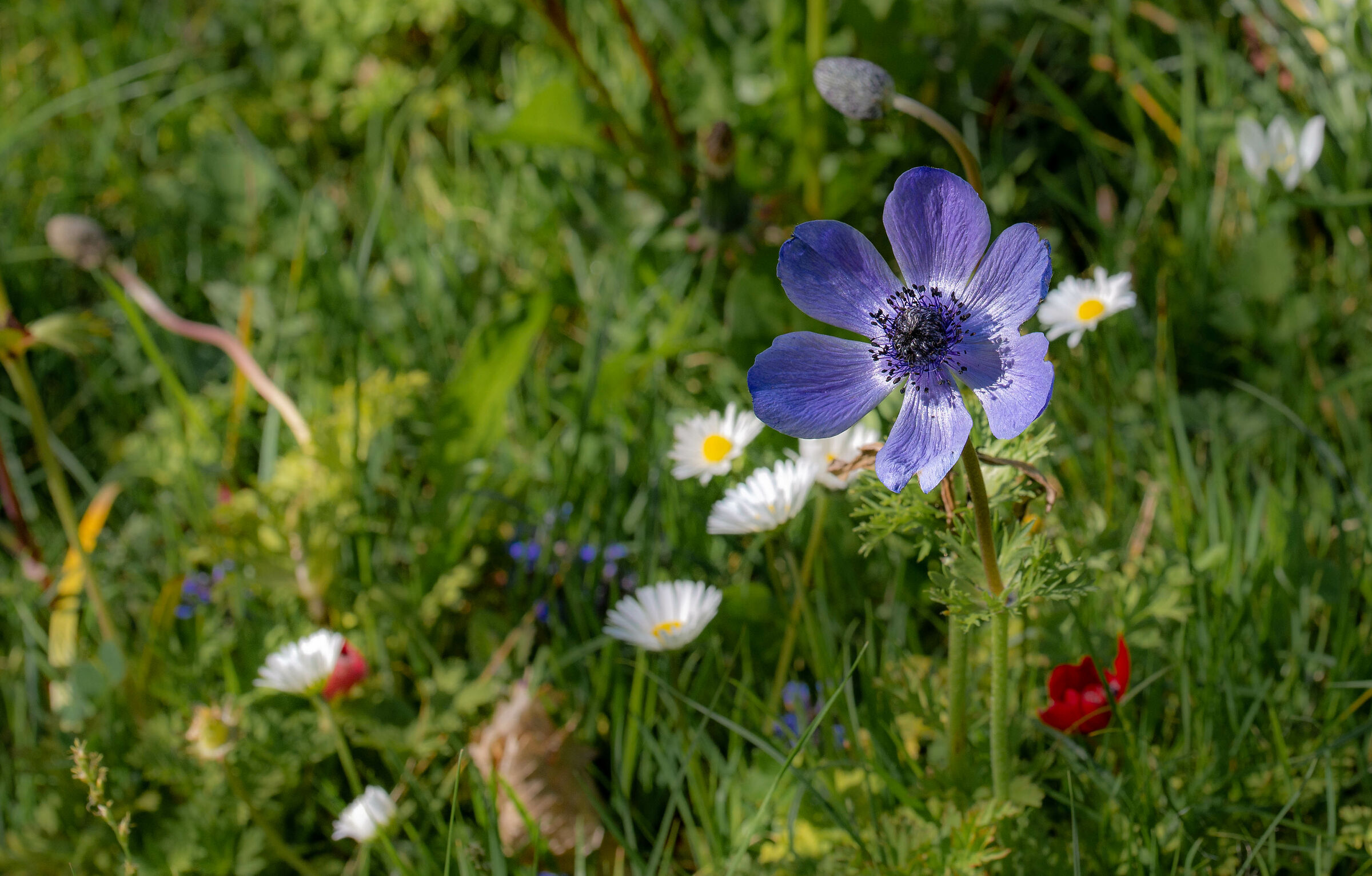 Anemone Viola