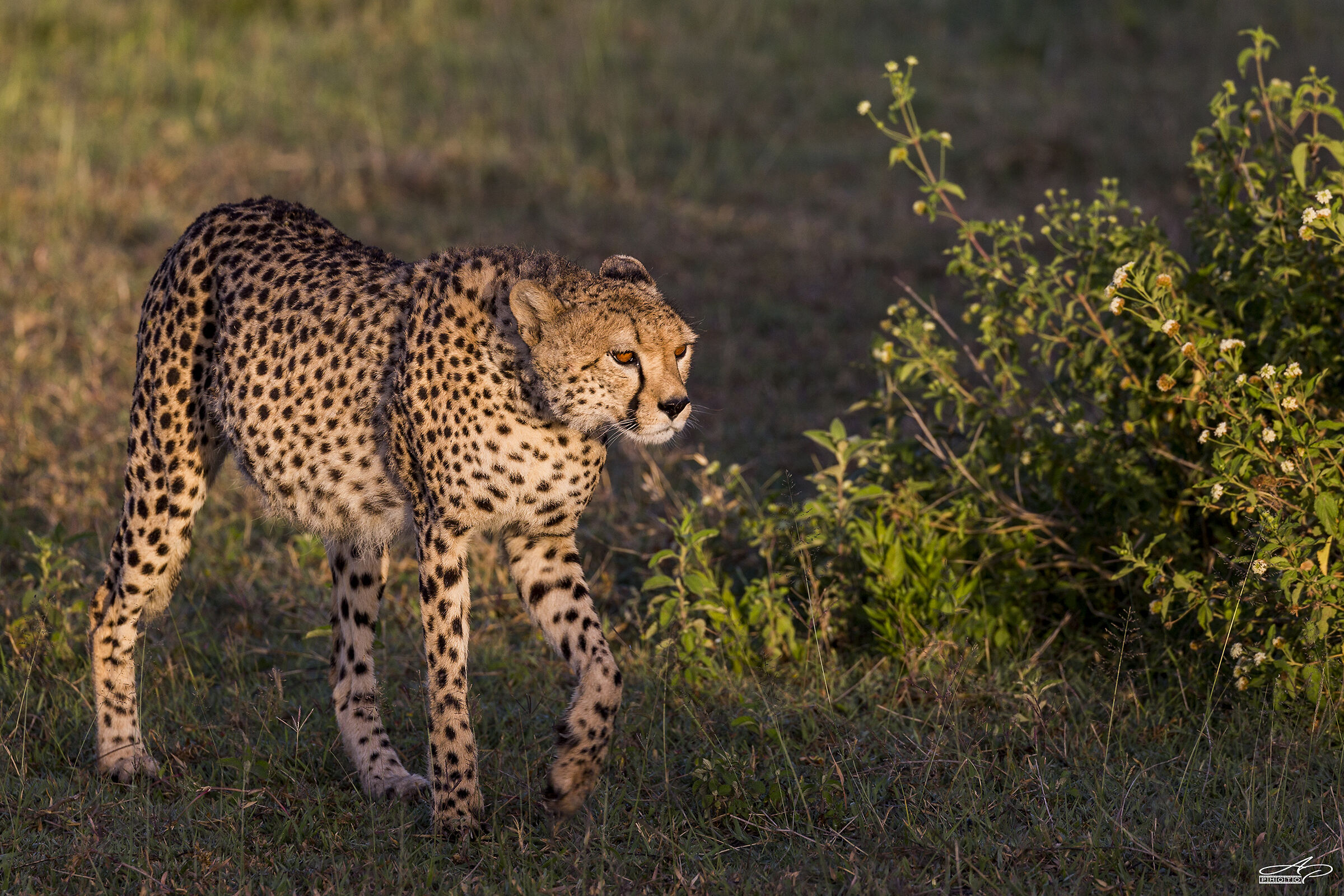 The Morning has gold in his mouth