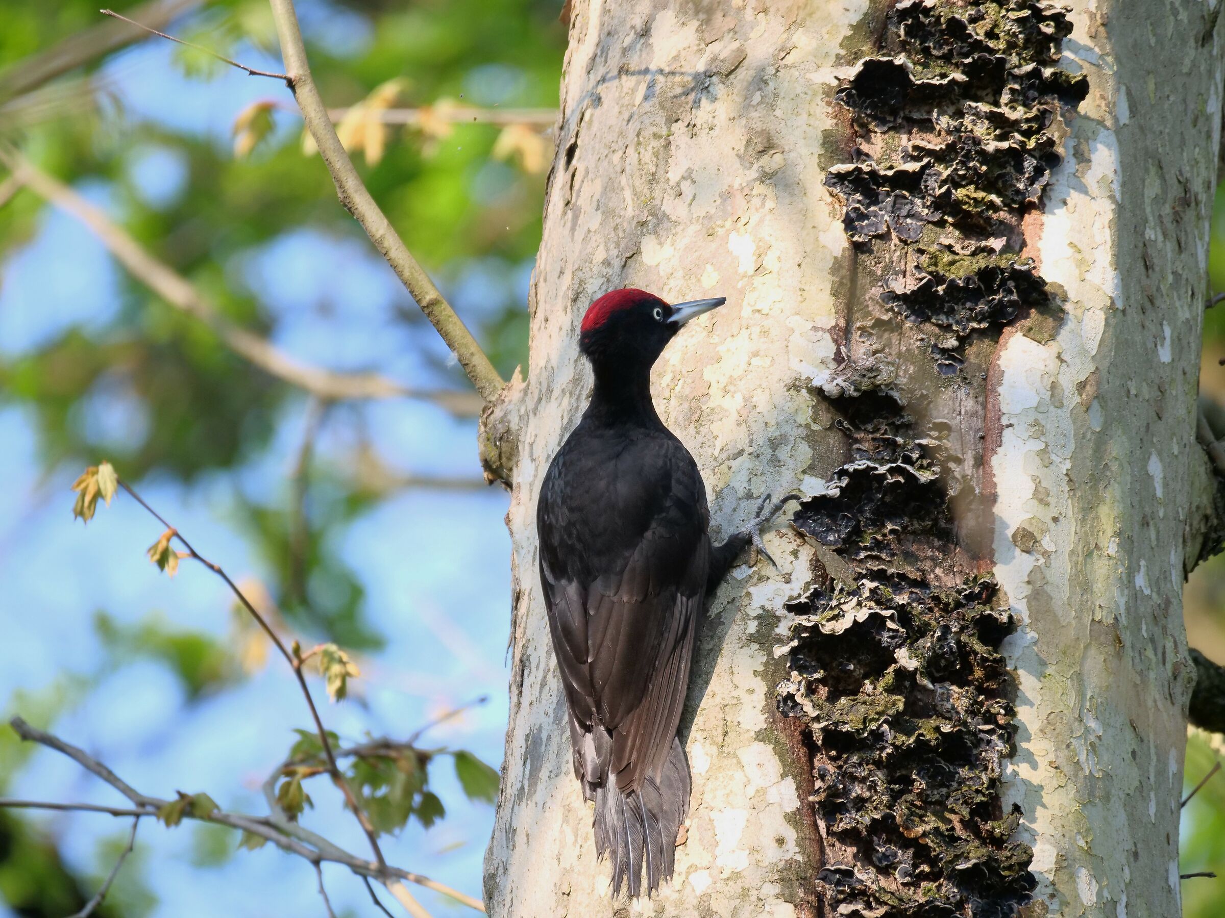Picchio nero (Dryocopus martius) maschio