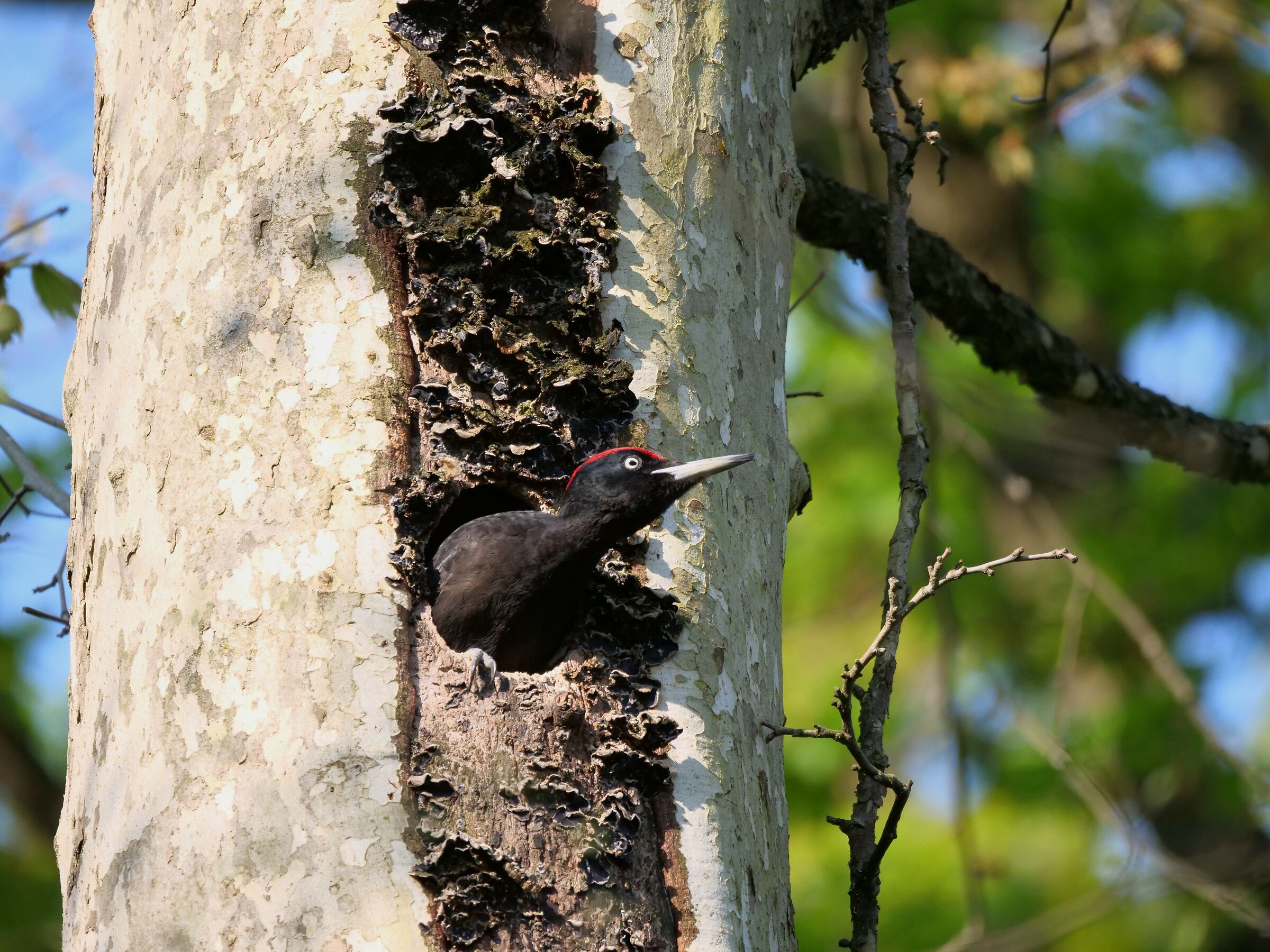 Picchio nero (Dryocopus martius) maschio in allerta