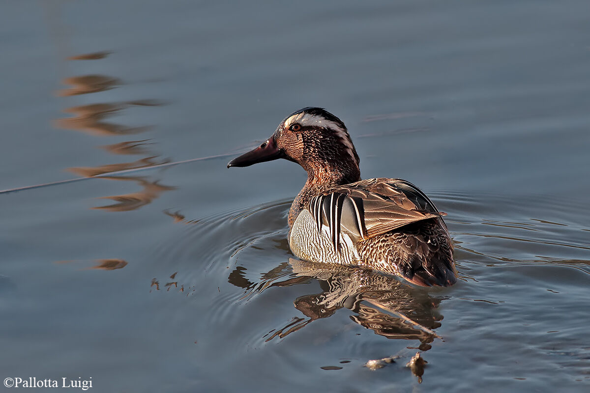 Marzaiola (Anas querquedula)
