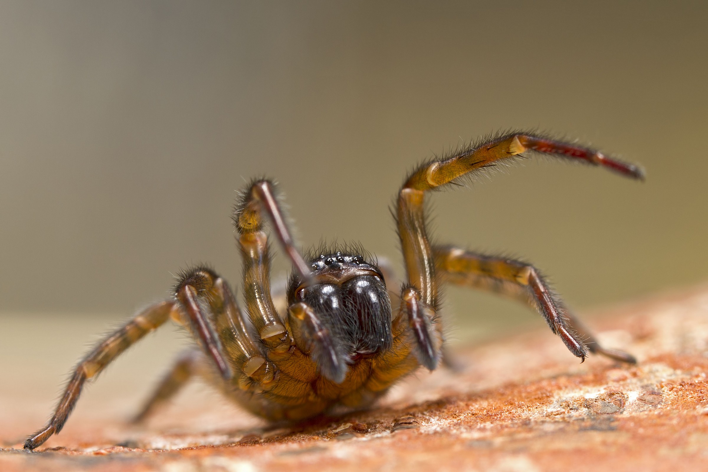 Amaurobius fenestralis