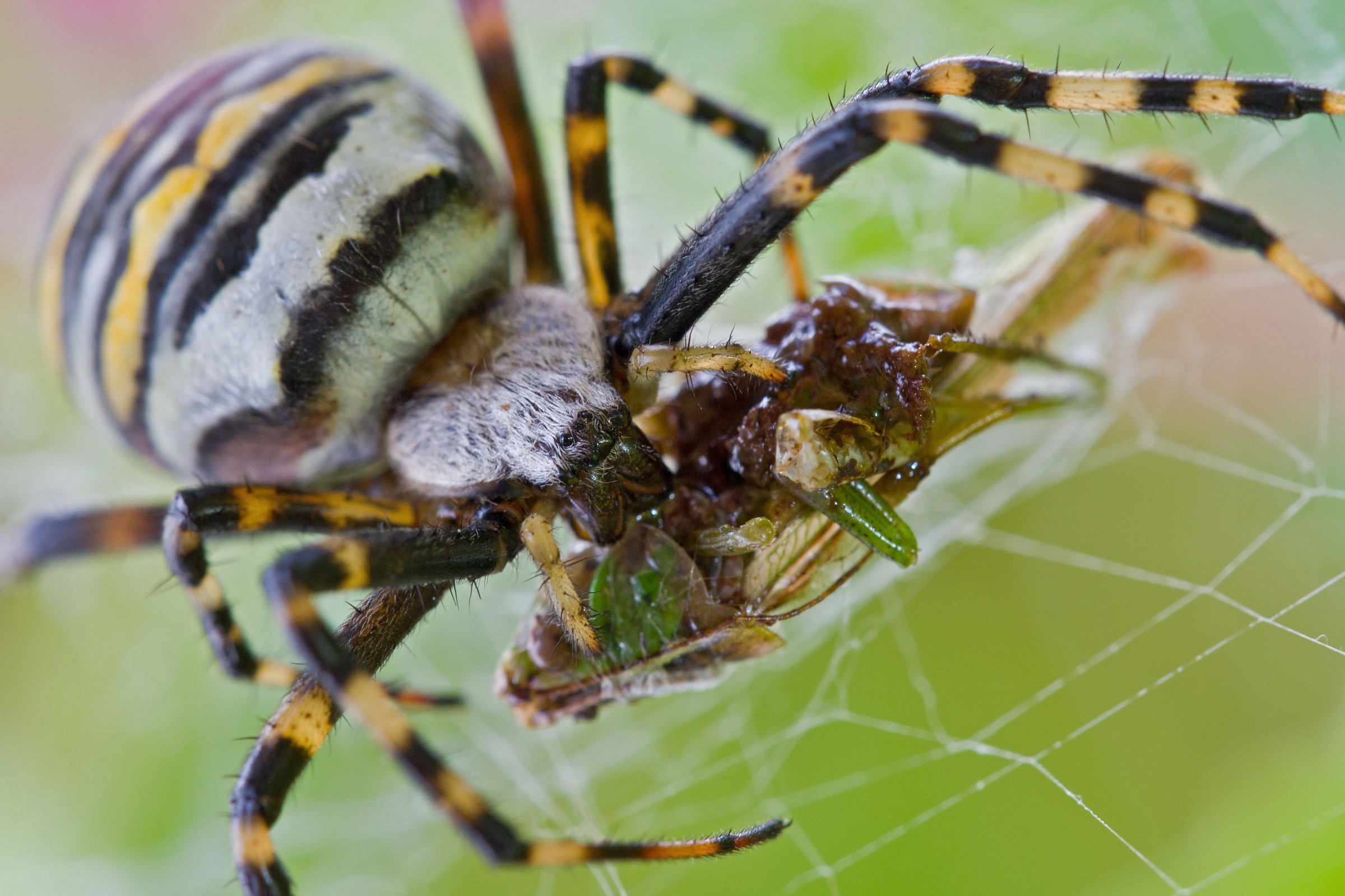 Argiope bruennichi