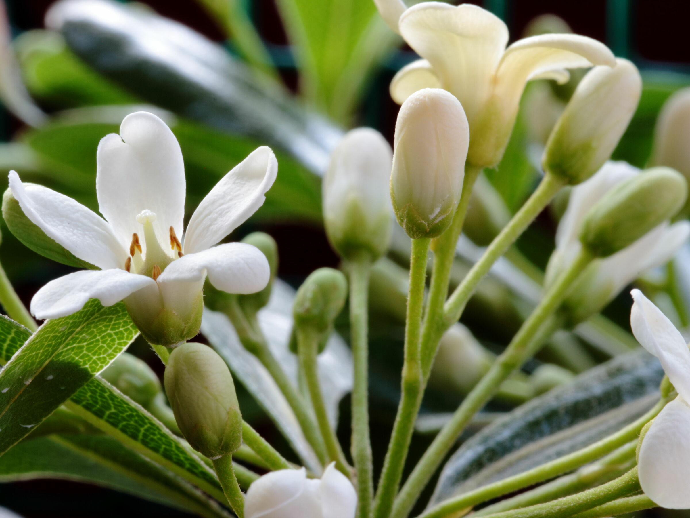 Fior di Pittosporo 2