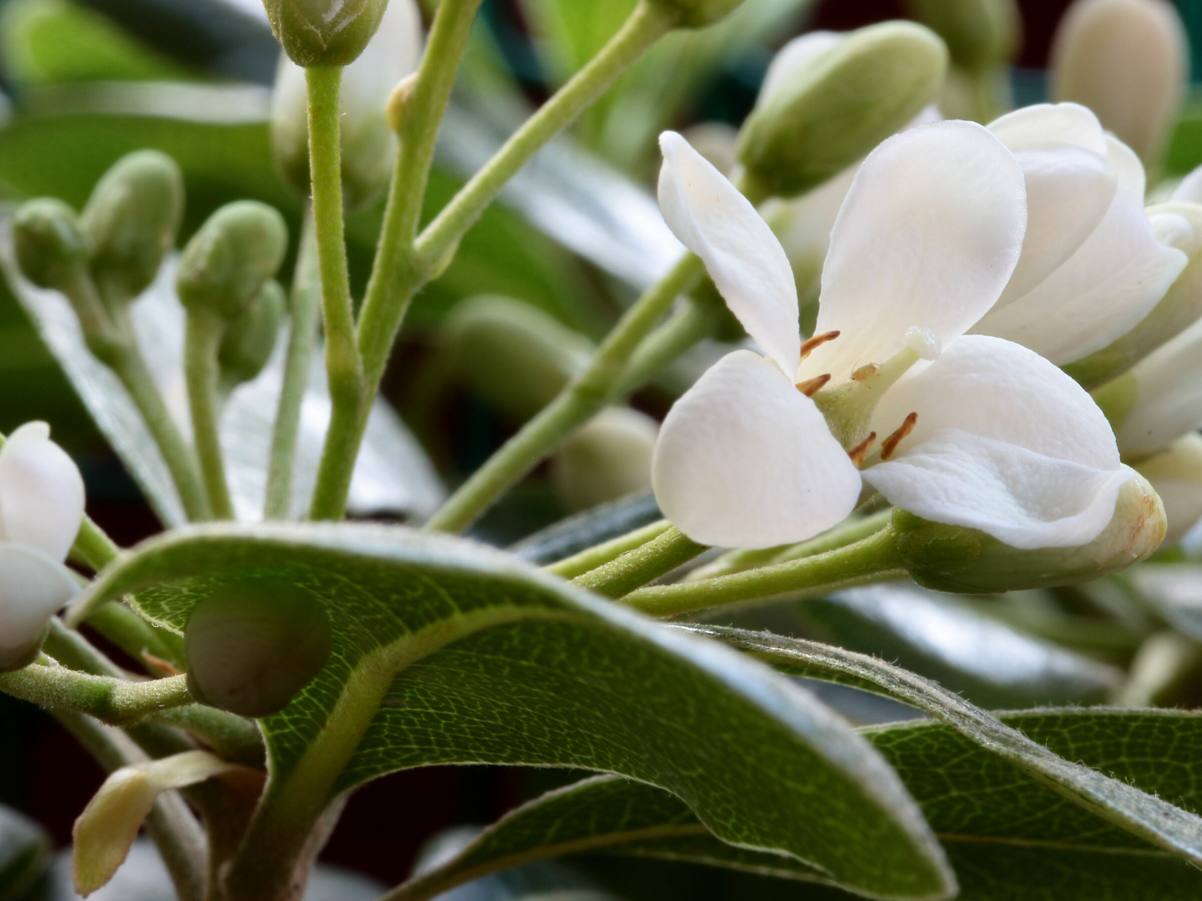 Fior di Pittosporo 3- l'intruso