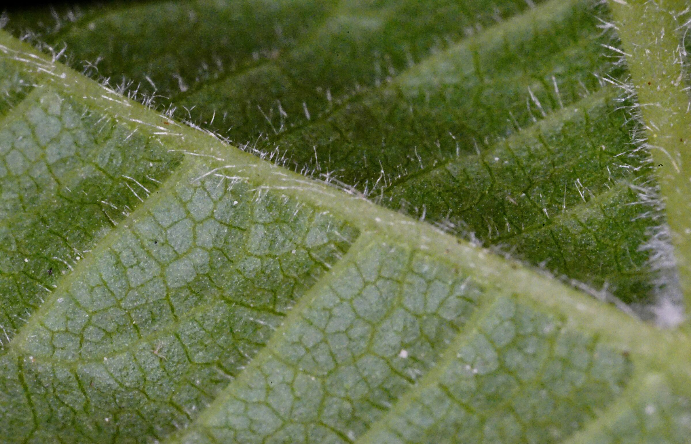 Nervatura di foglia (particolare)