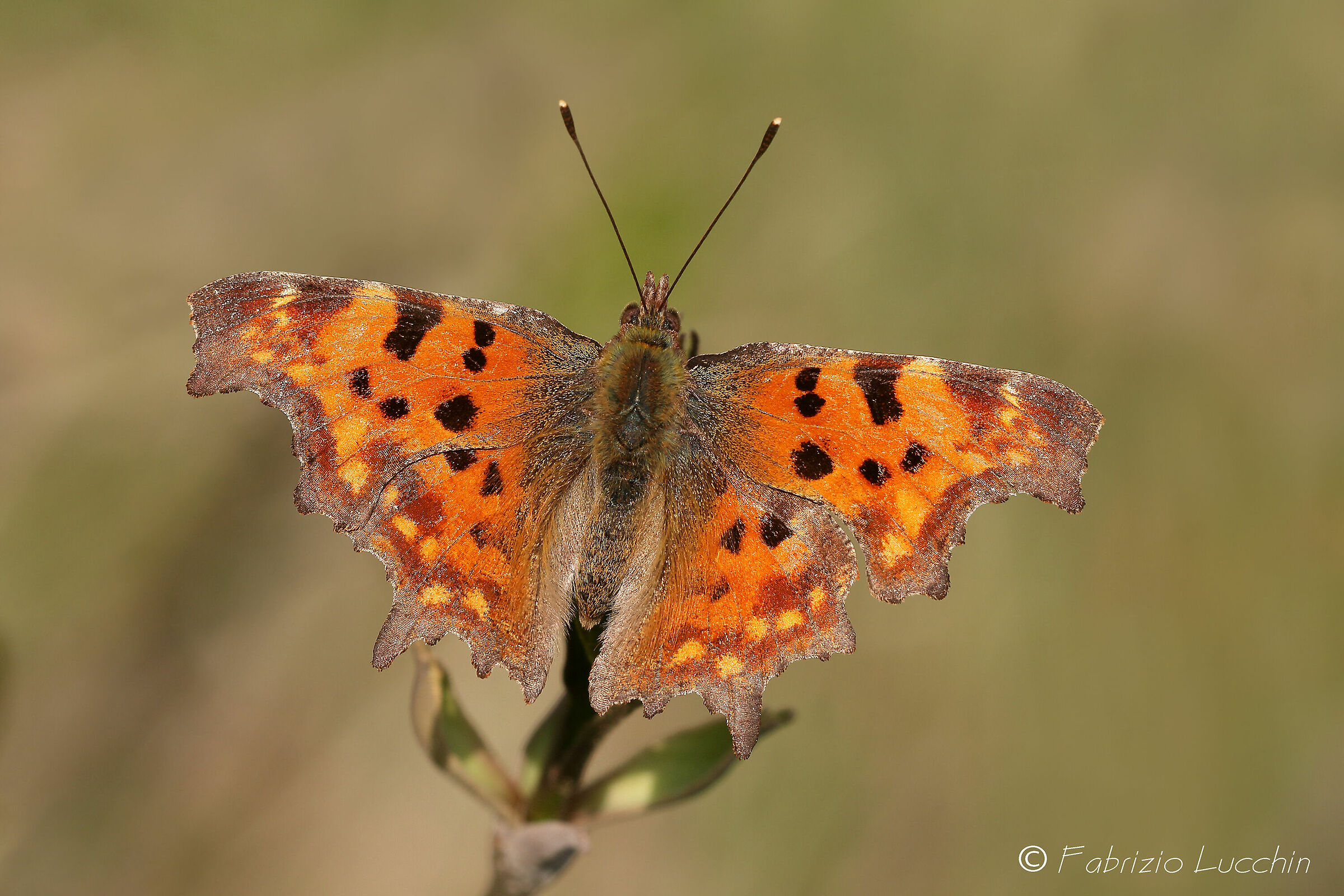 Vanessa c-bianco (Polygonia c-album) (svernante)
