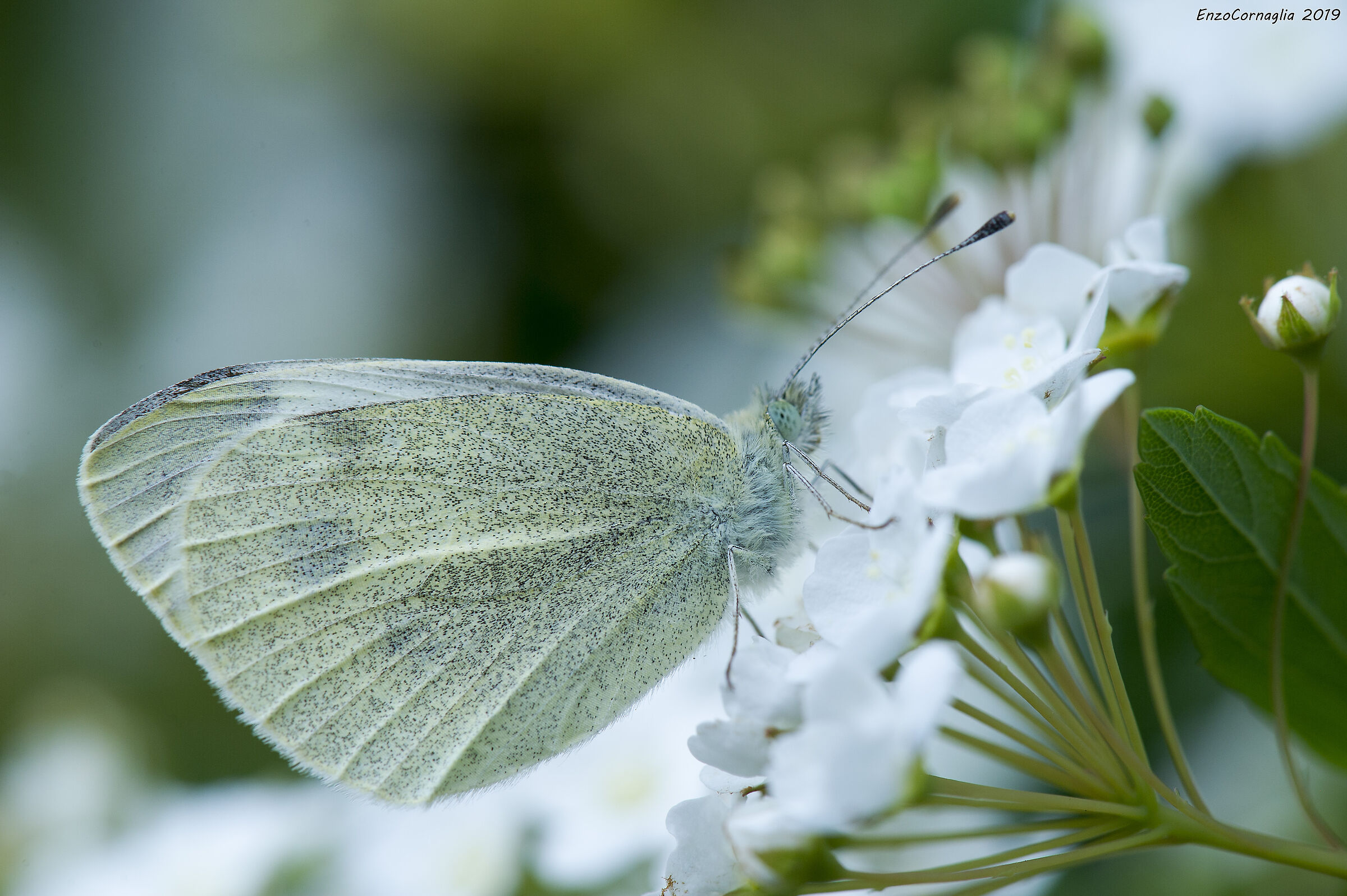 Pieris brassicae