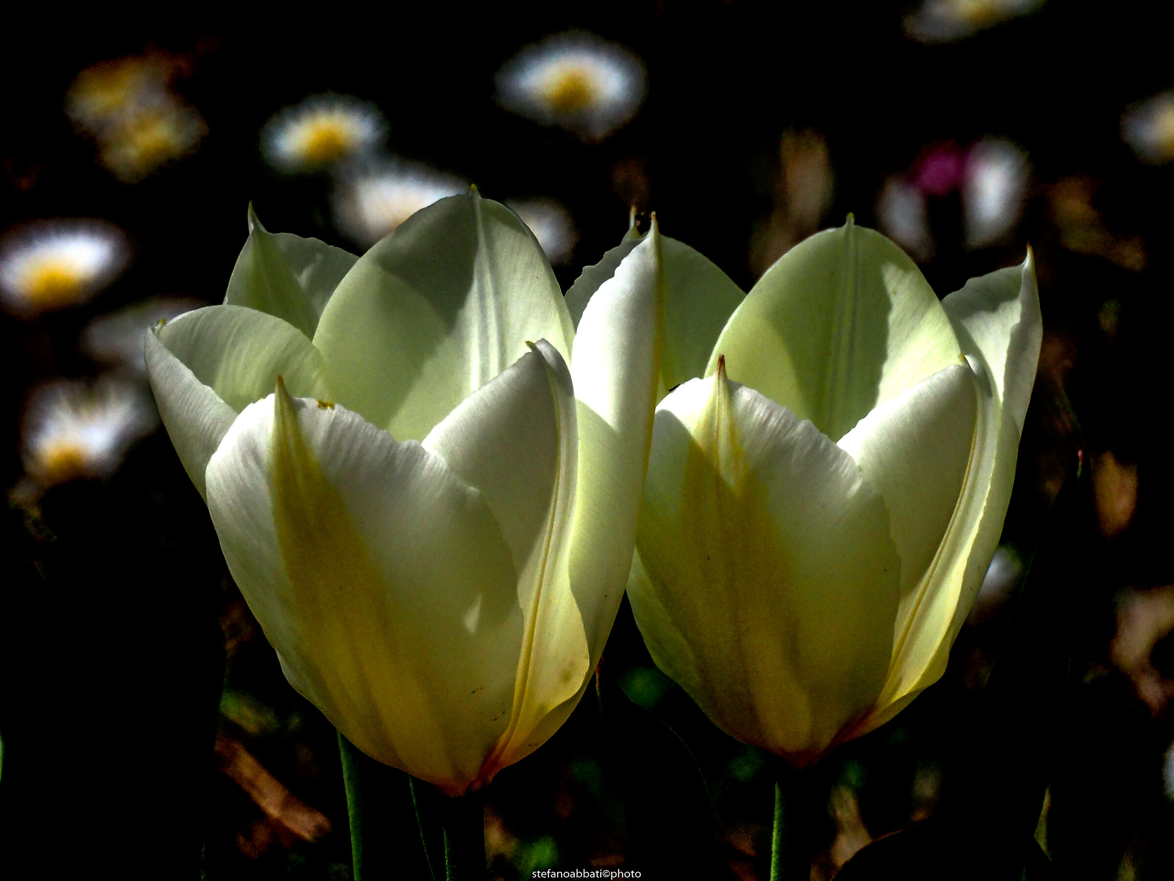 Tulipani