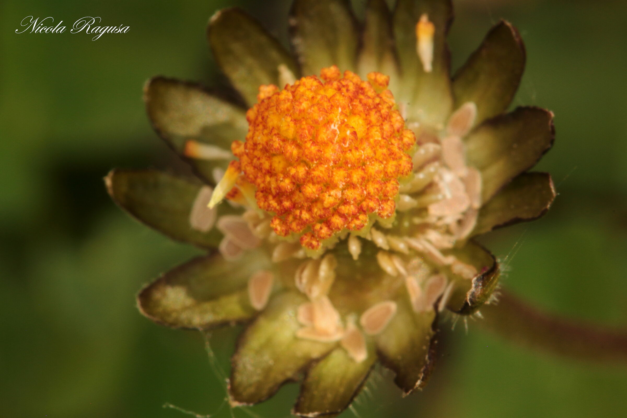 Margherita ormai sfiorita