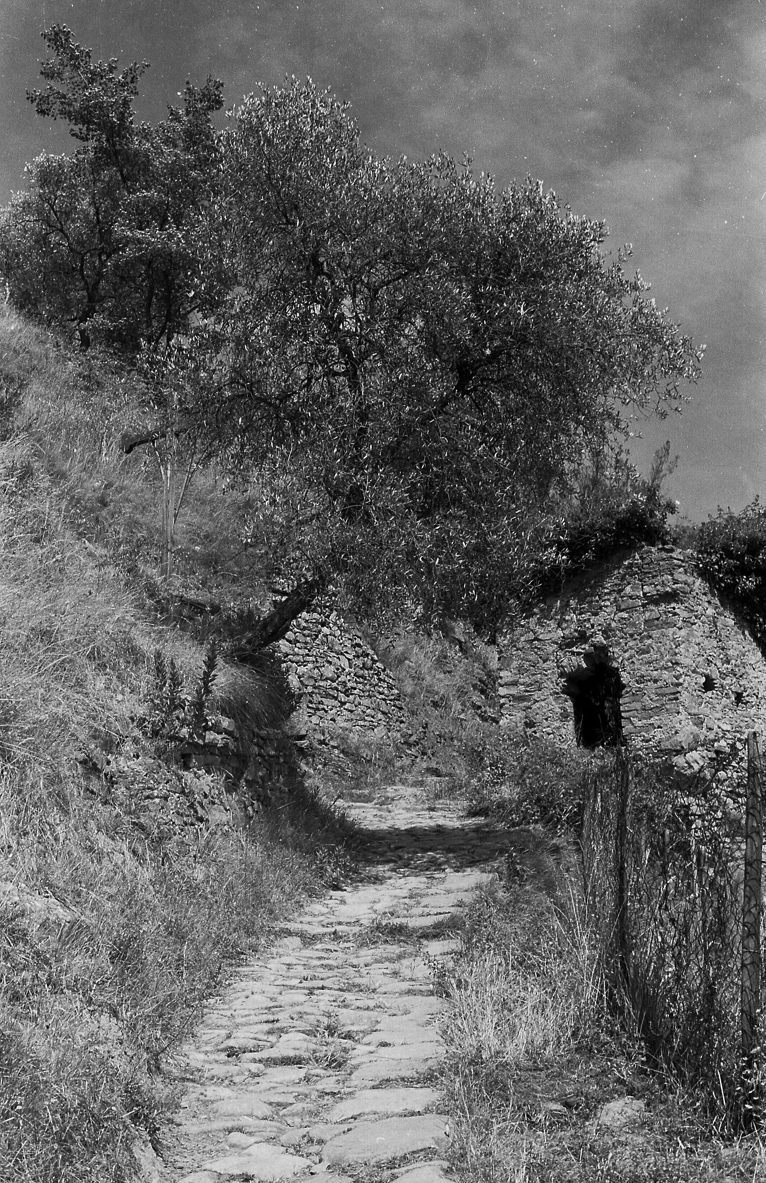 meriggiare pallido e assorto .1