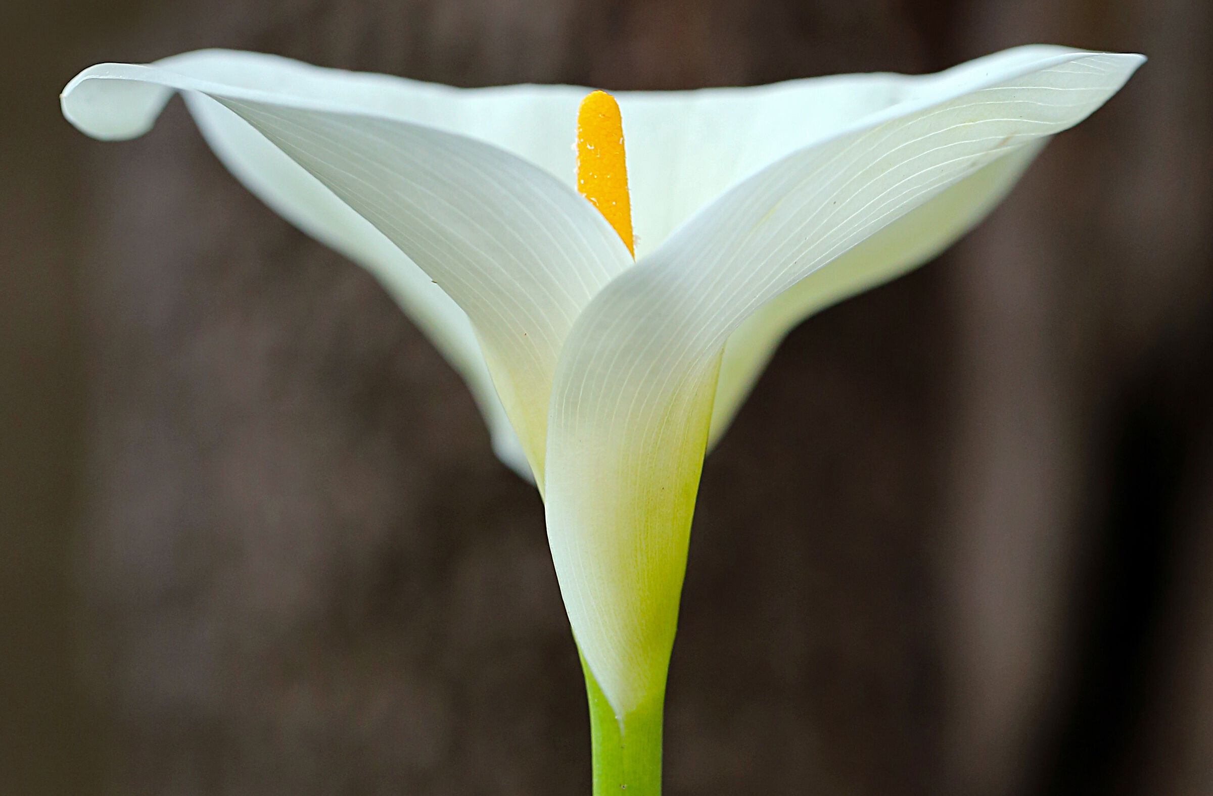 calla