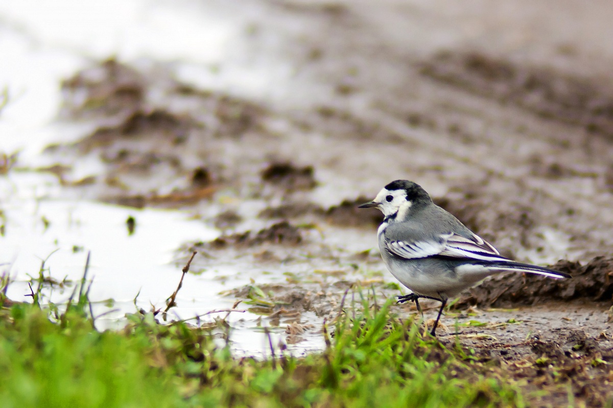 Motacilla Alba