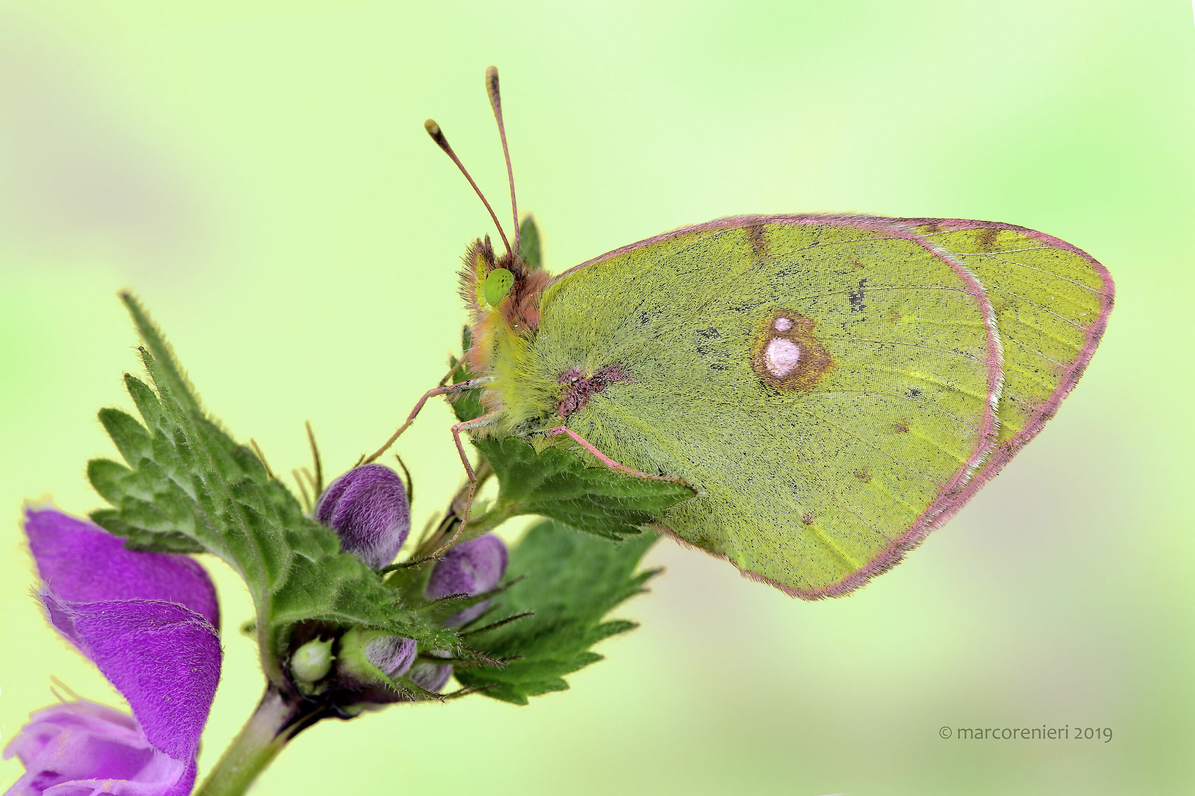 Colias