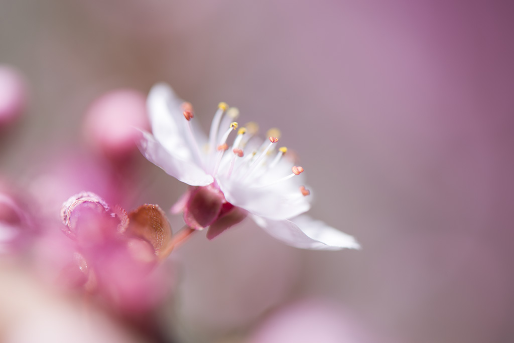 Fiori rosa ..fiori di pesco