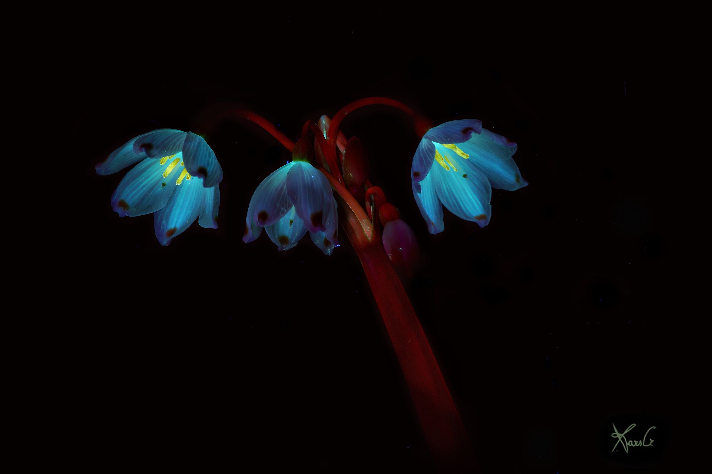 I lampioni delle fate