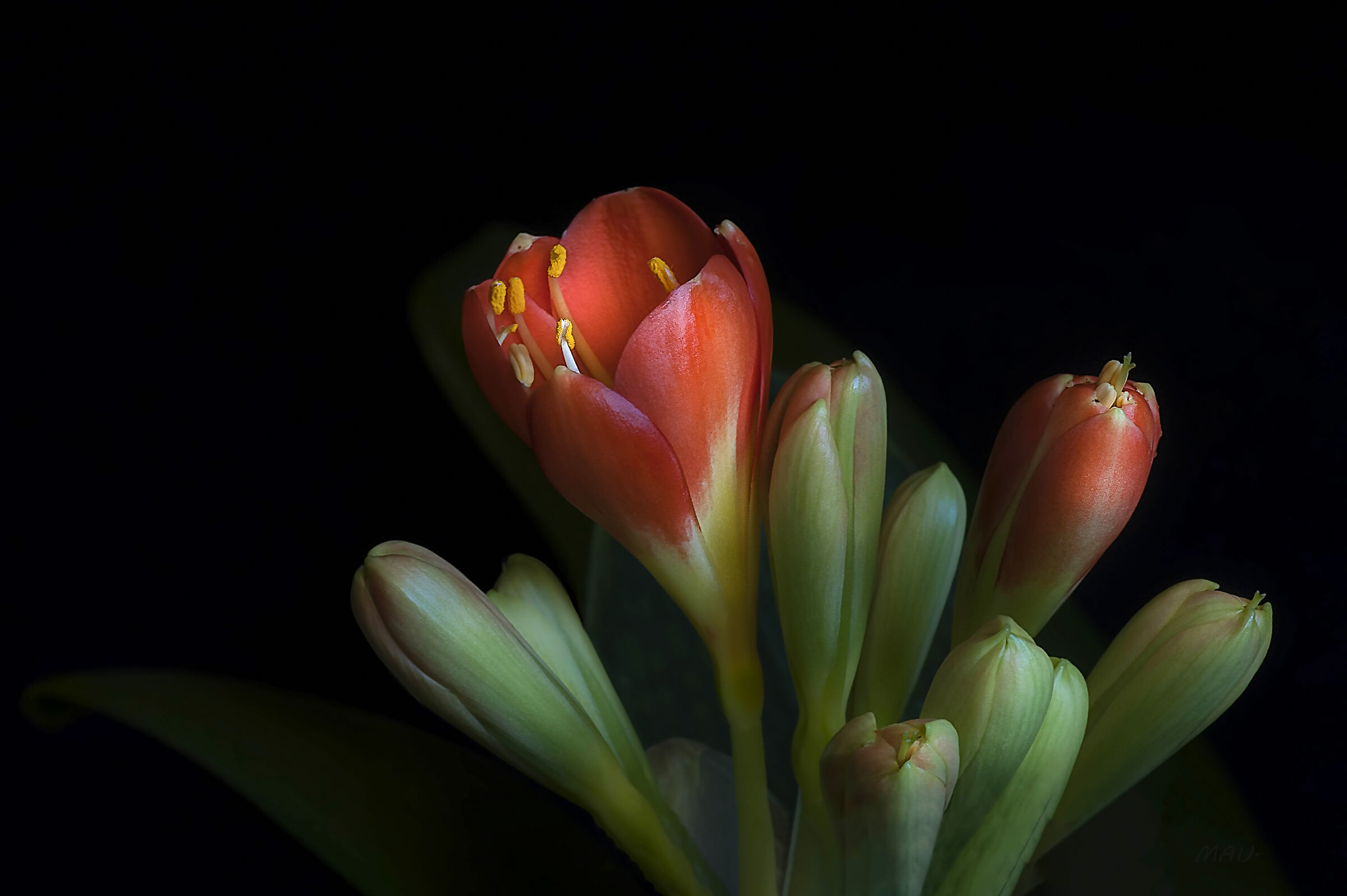 Clivia