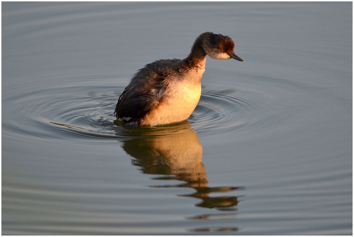 Black-necked Grebe
