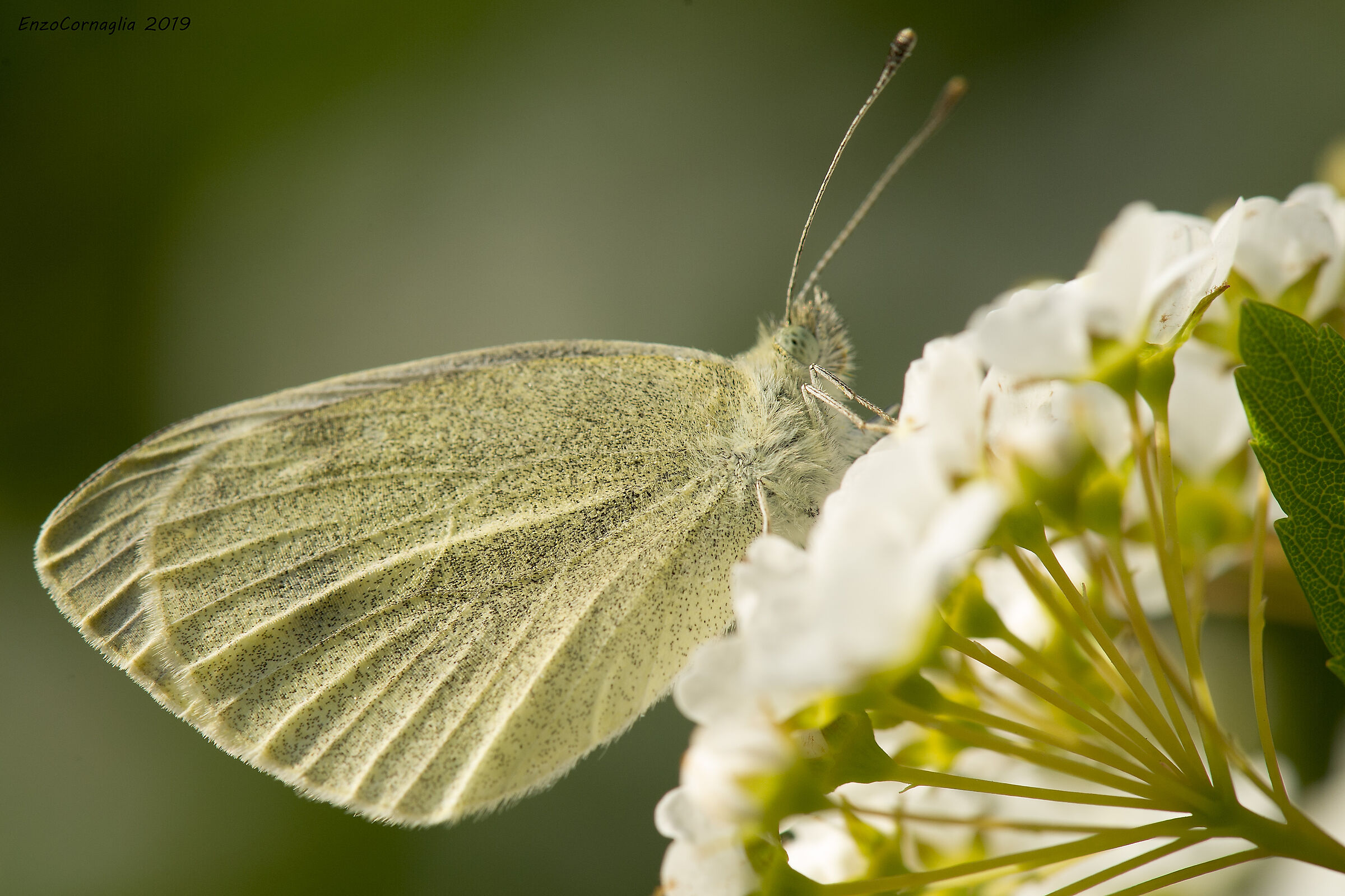 Pieris brassicae
