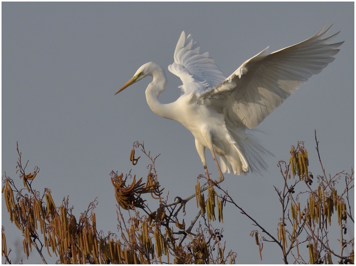 Airone bianco maggiore