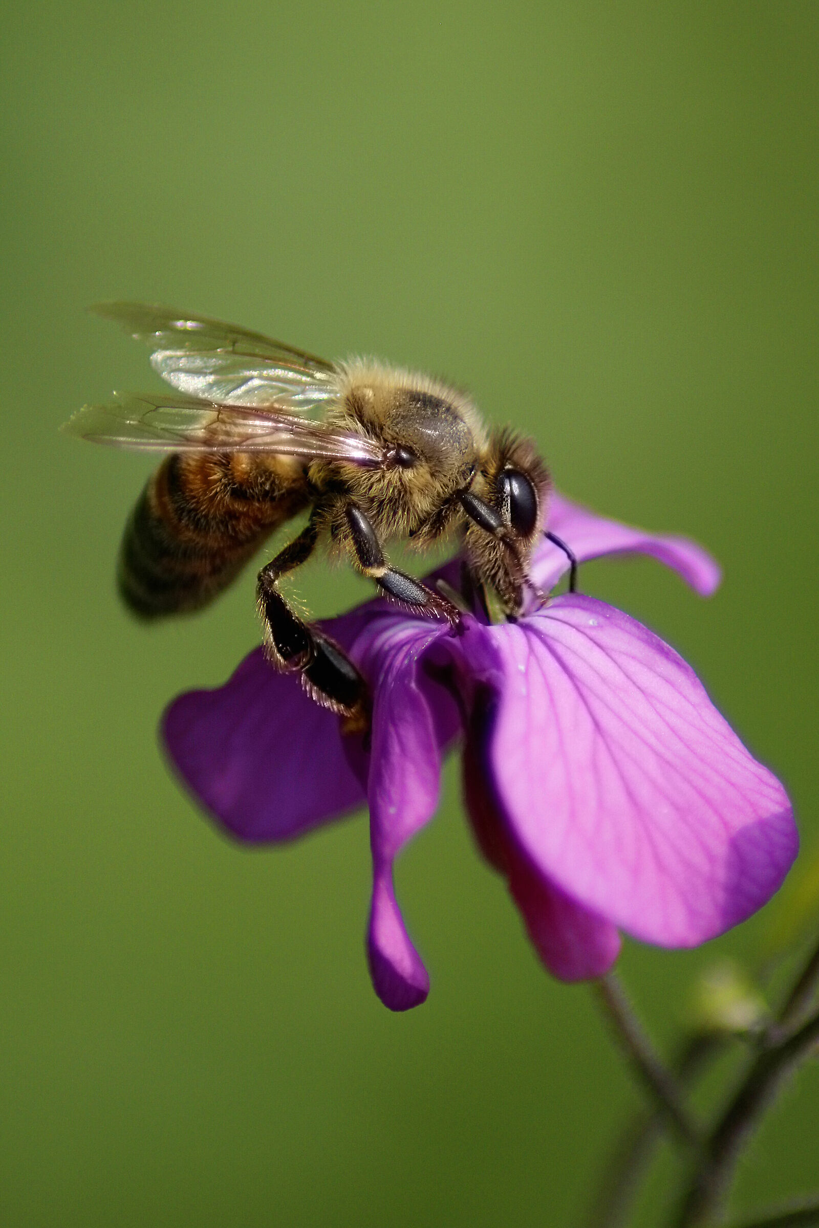 Bee