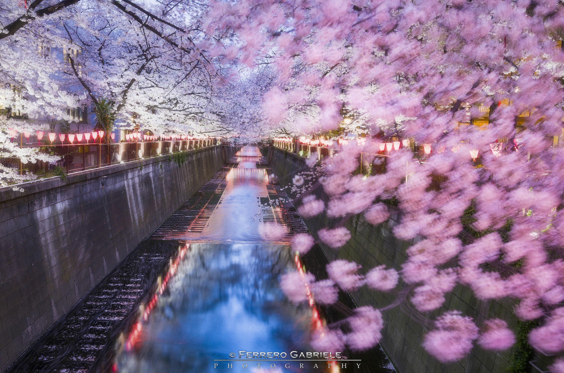 Sakura blooming on Meguro river