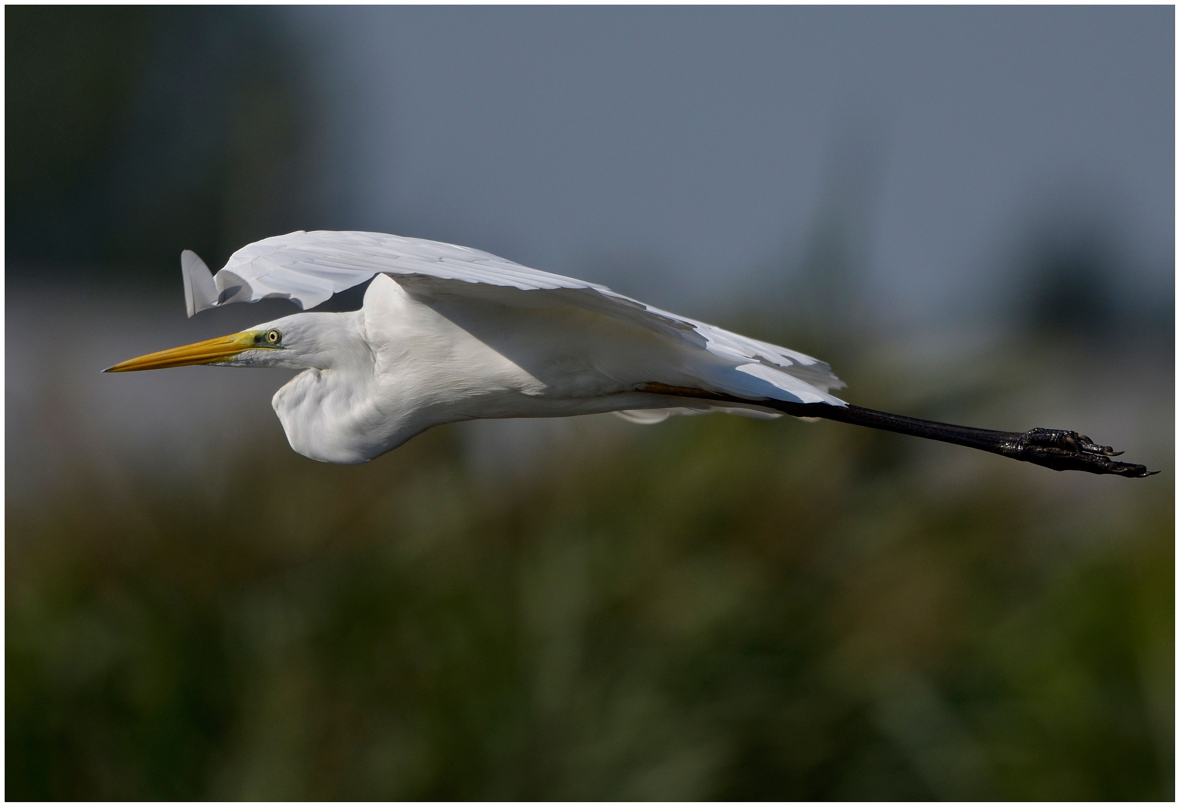 Great Egret