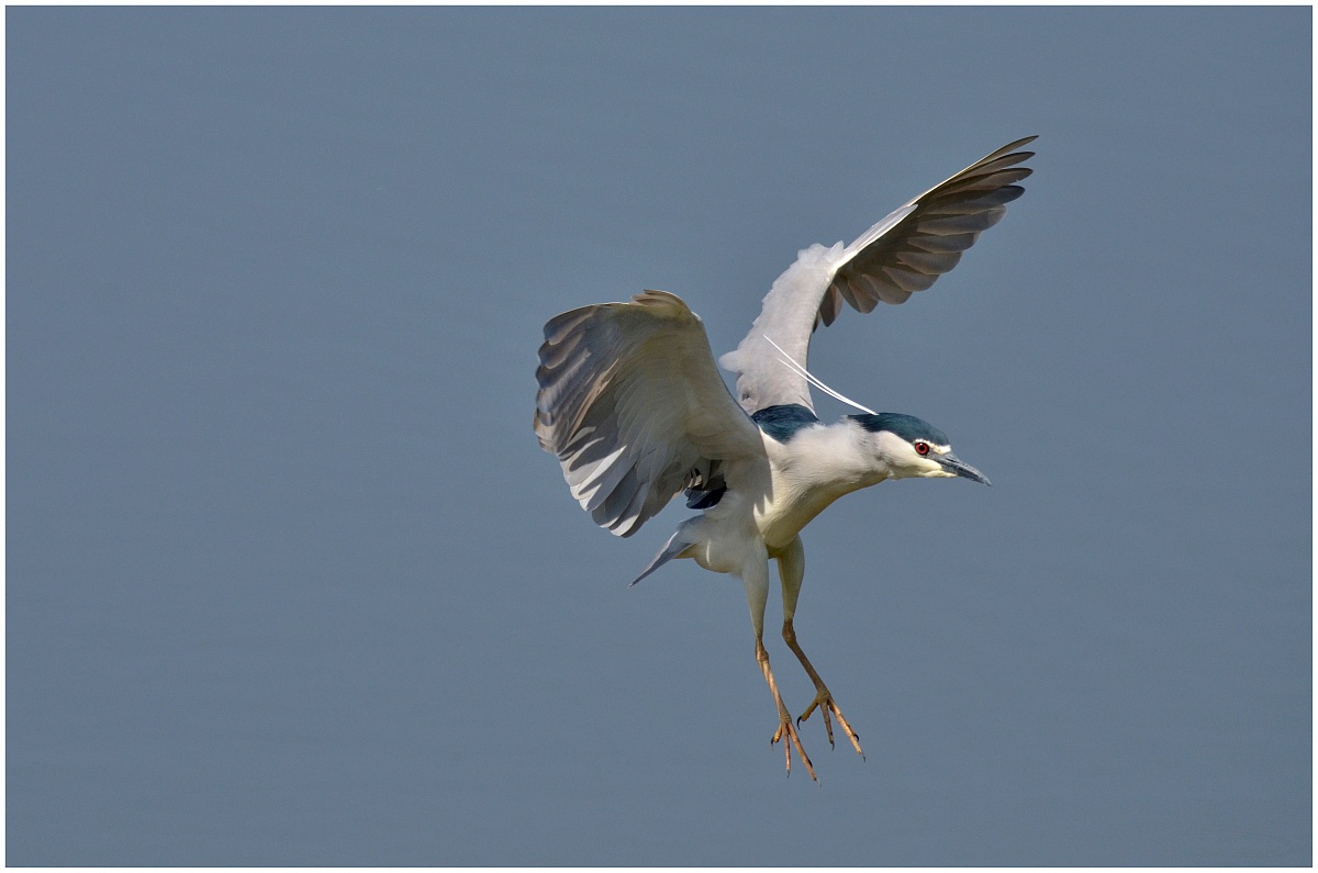 Night Heron