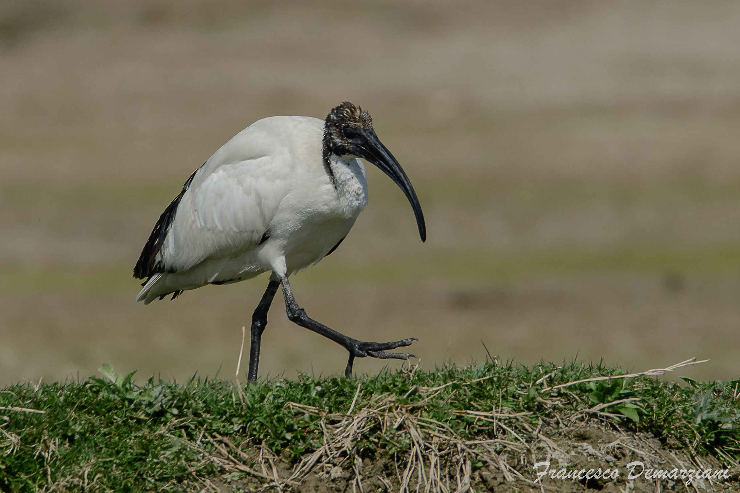 Sacred Ibis
