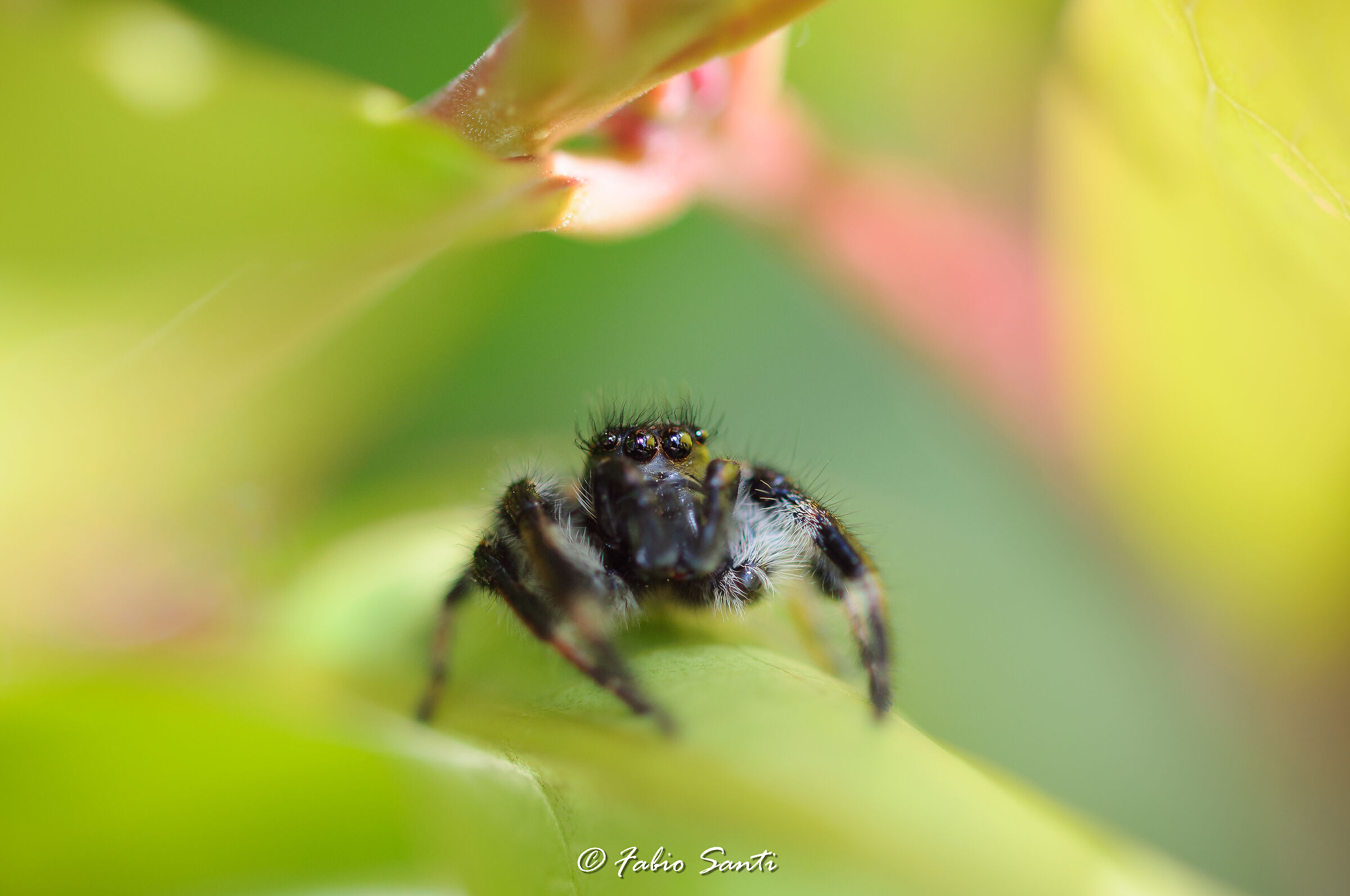 Philaeus Chrysops (Maschio)