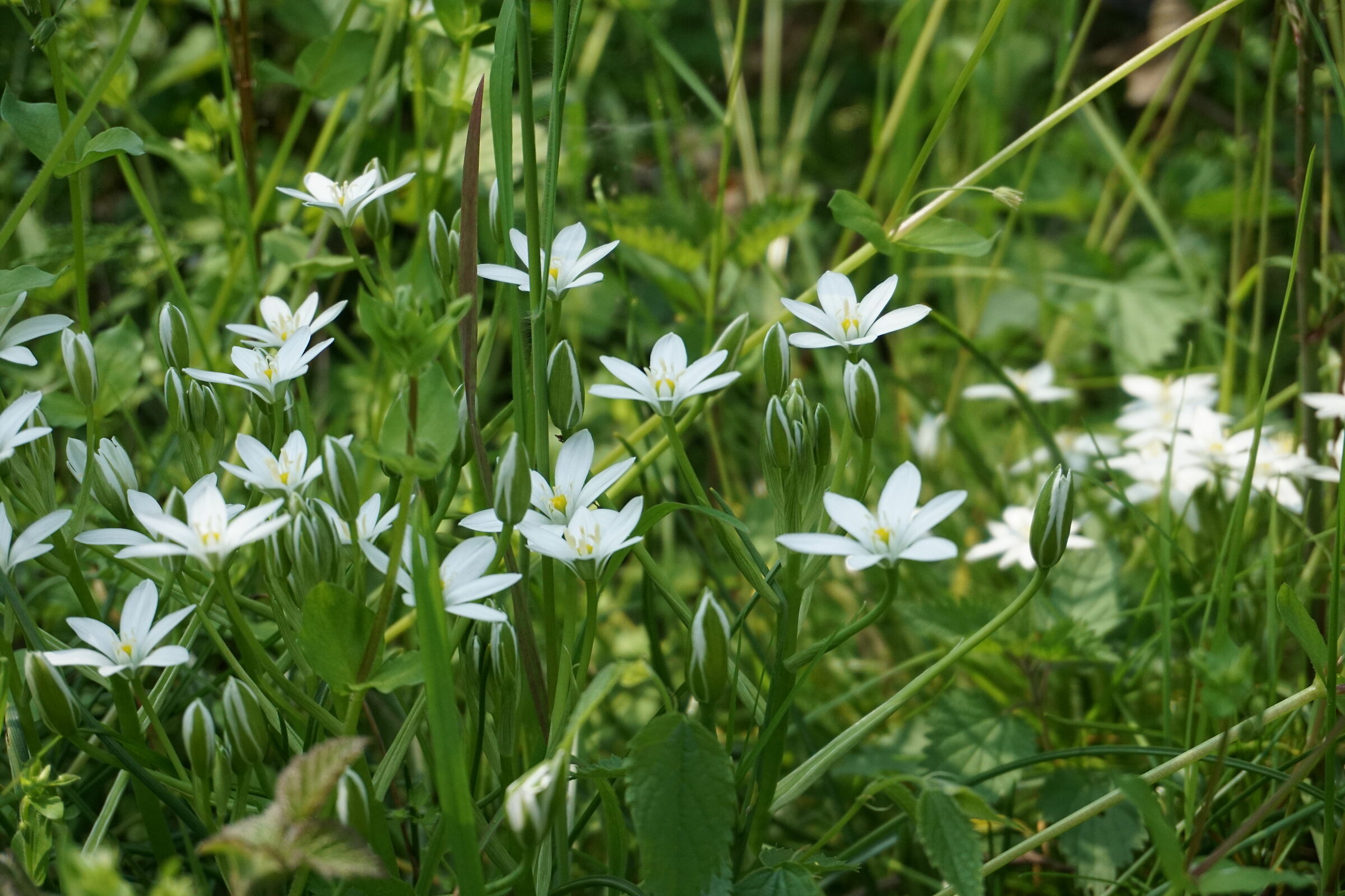 Niente airone? E portiamo a casa almeno i fiorellini!