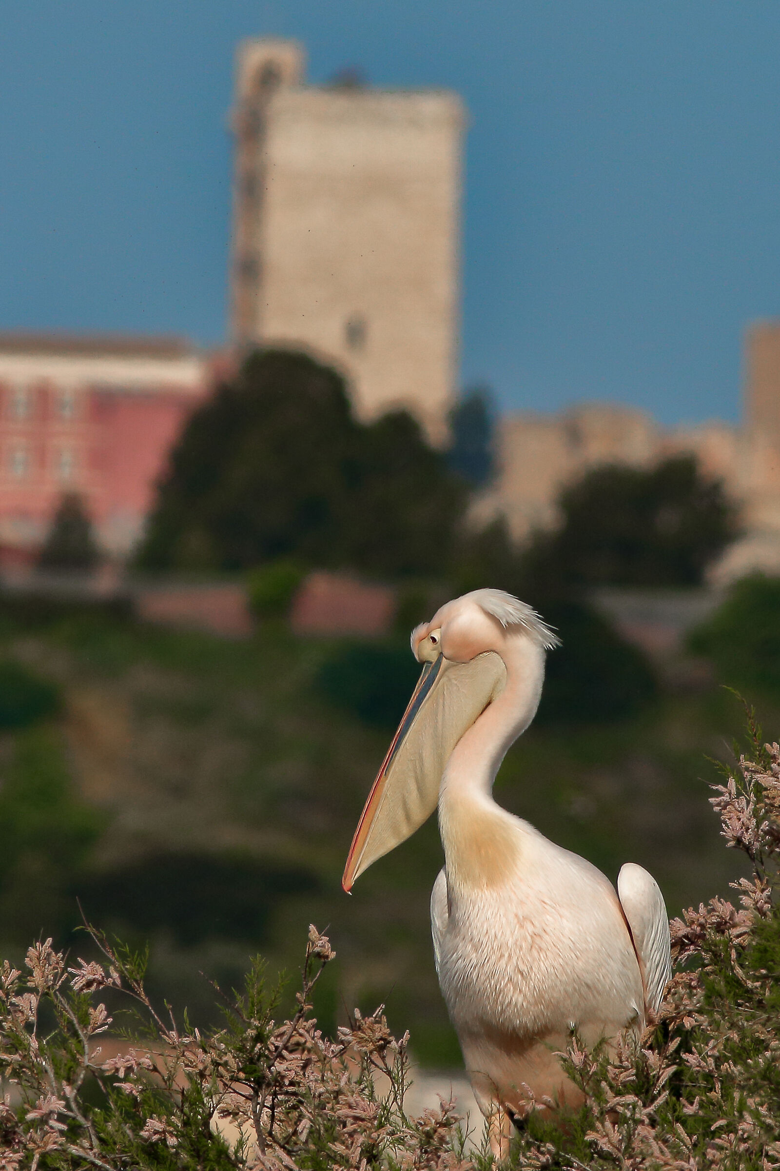 Torre di San Pancrazio