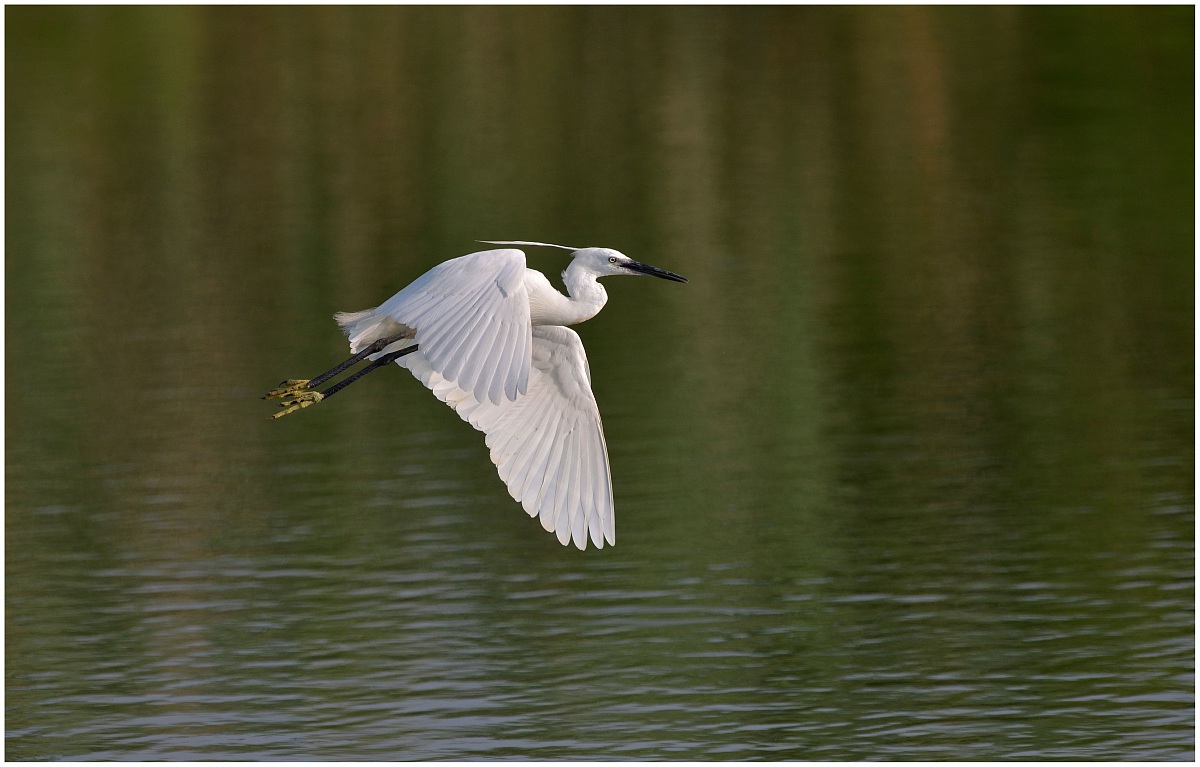 Egret