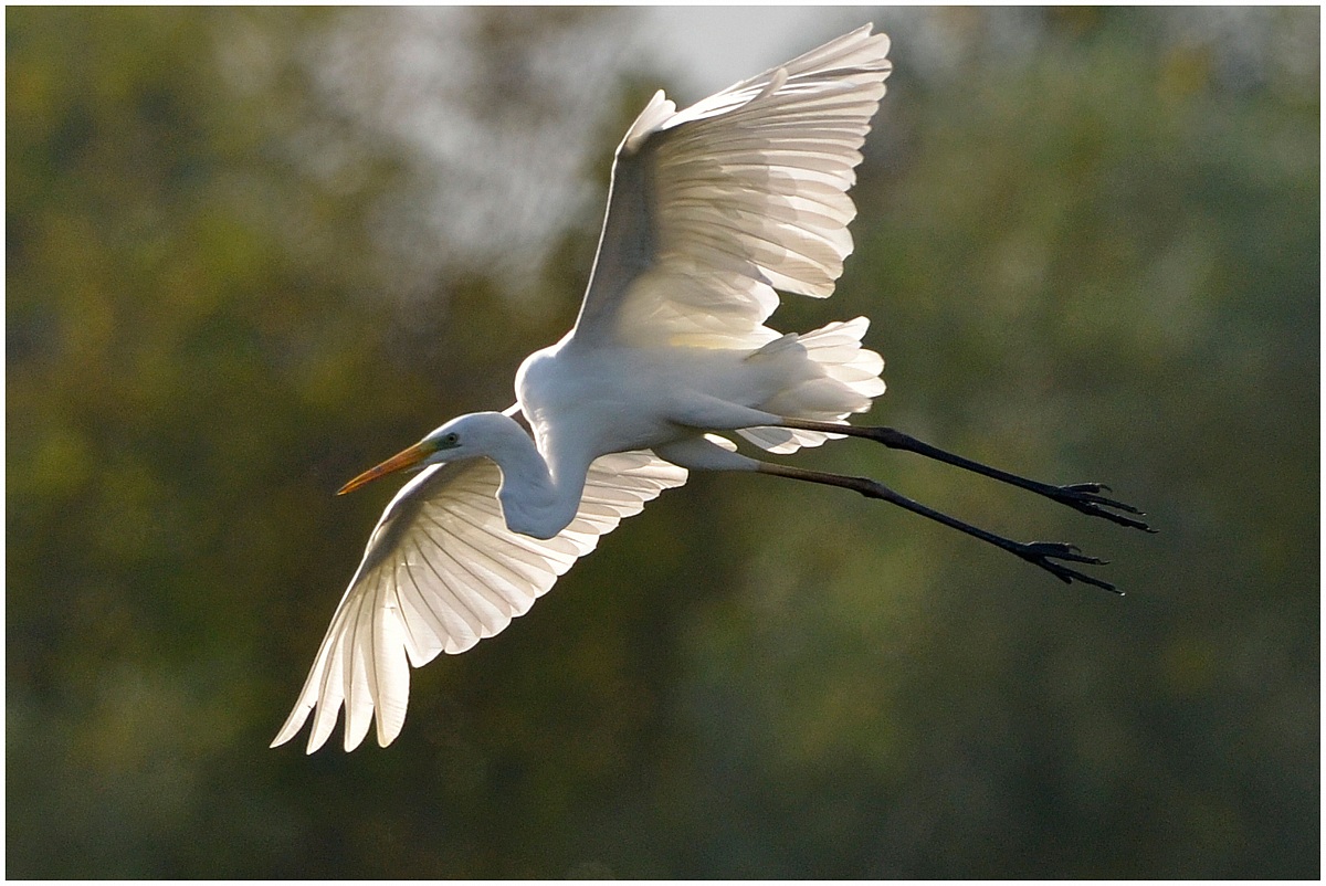 Airone bianco maggiore