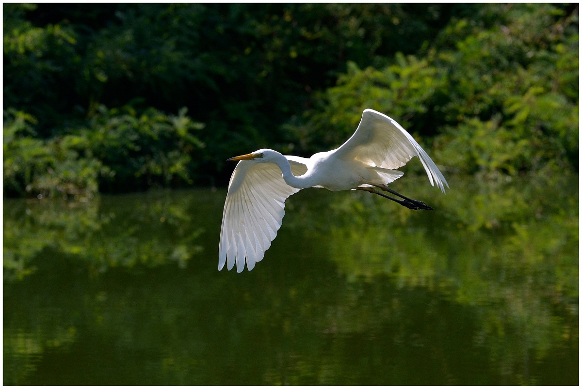 Airone bianco maggiore