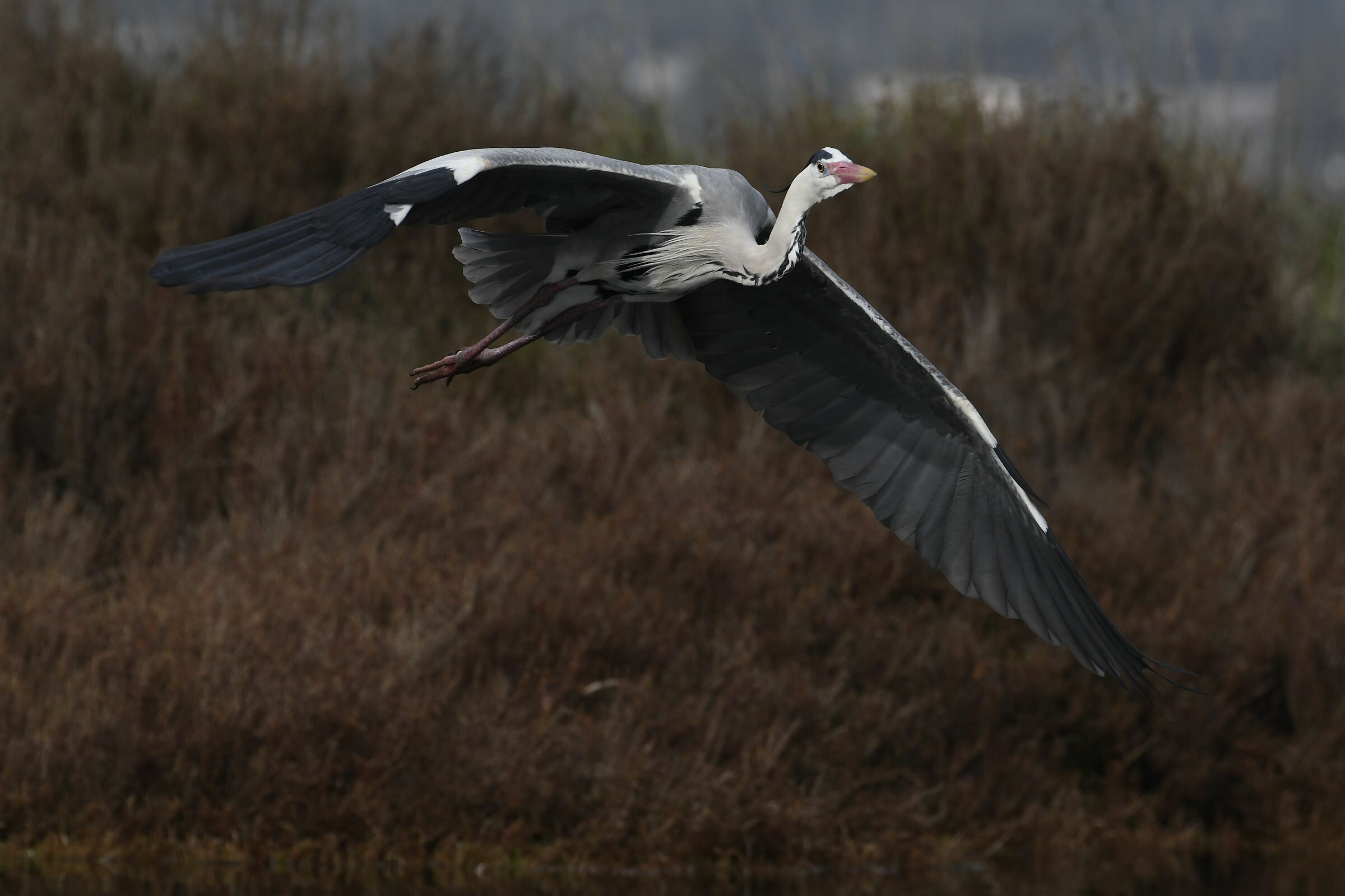 il caccia bombardiere