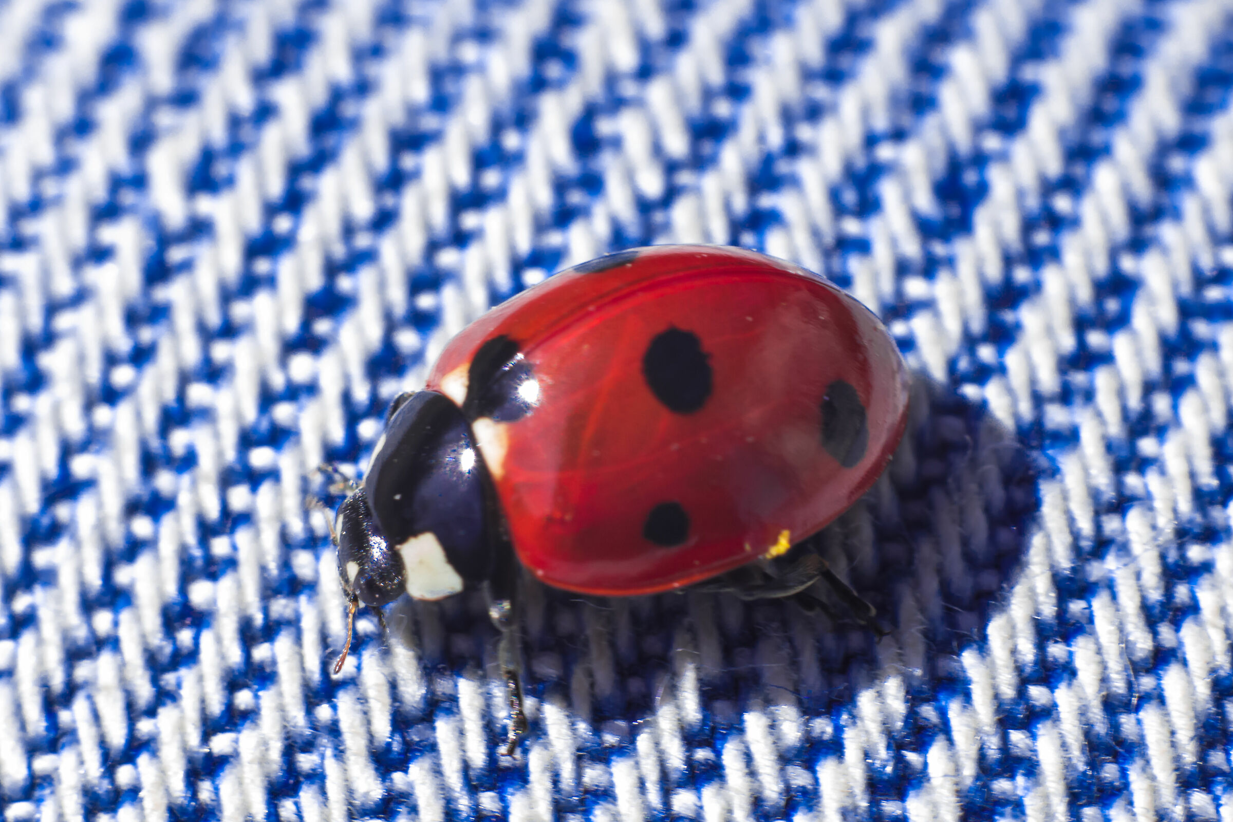 Ladybird on Jeans