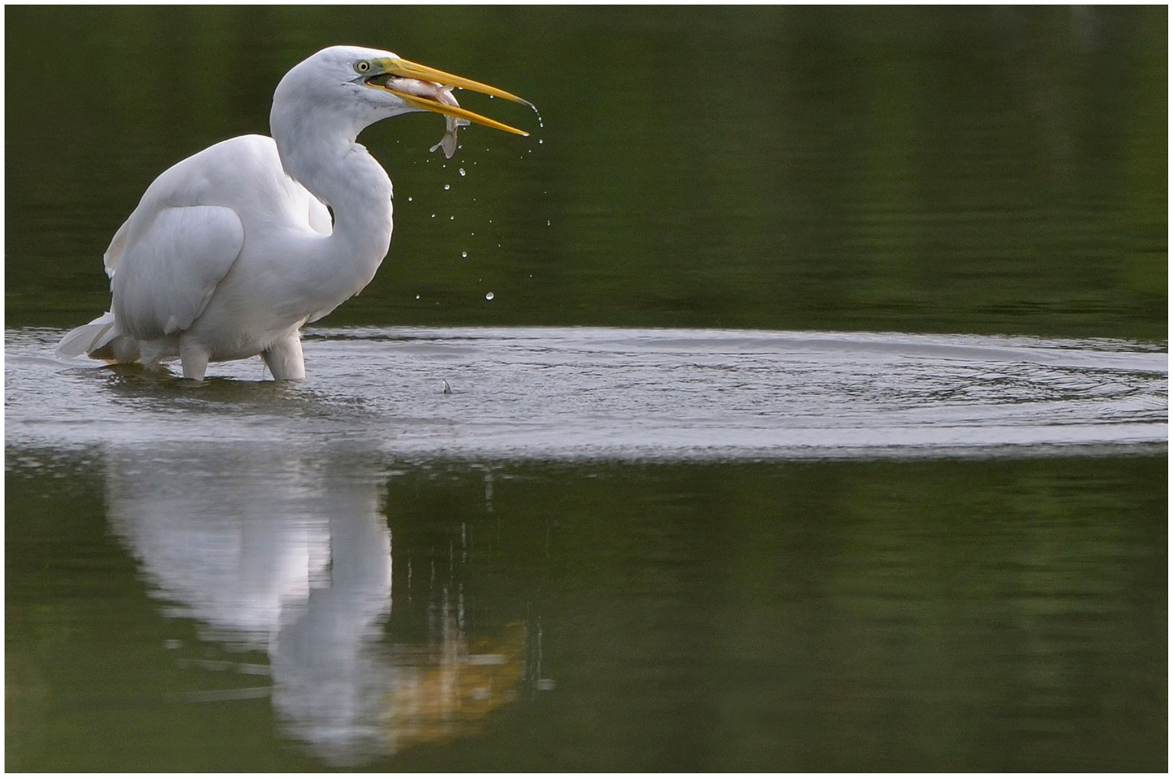 Great Egret