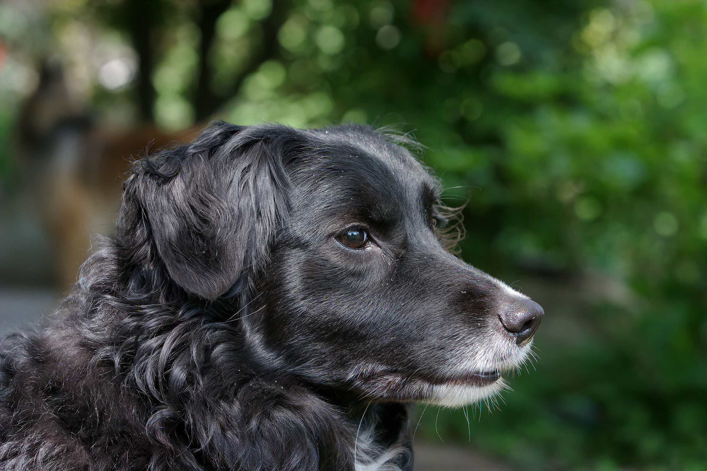 Test Topaz Denoise AI