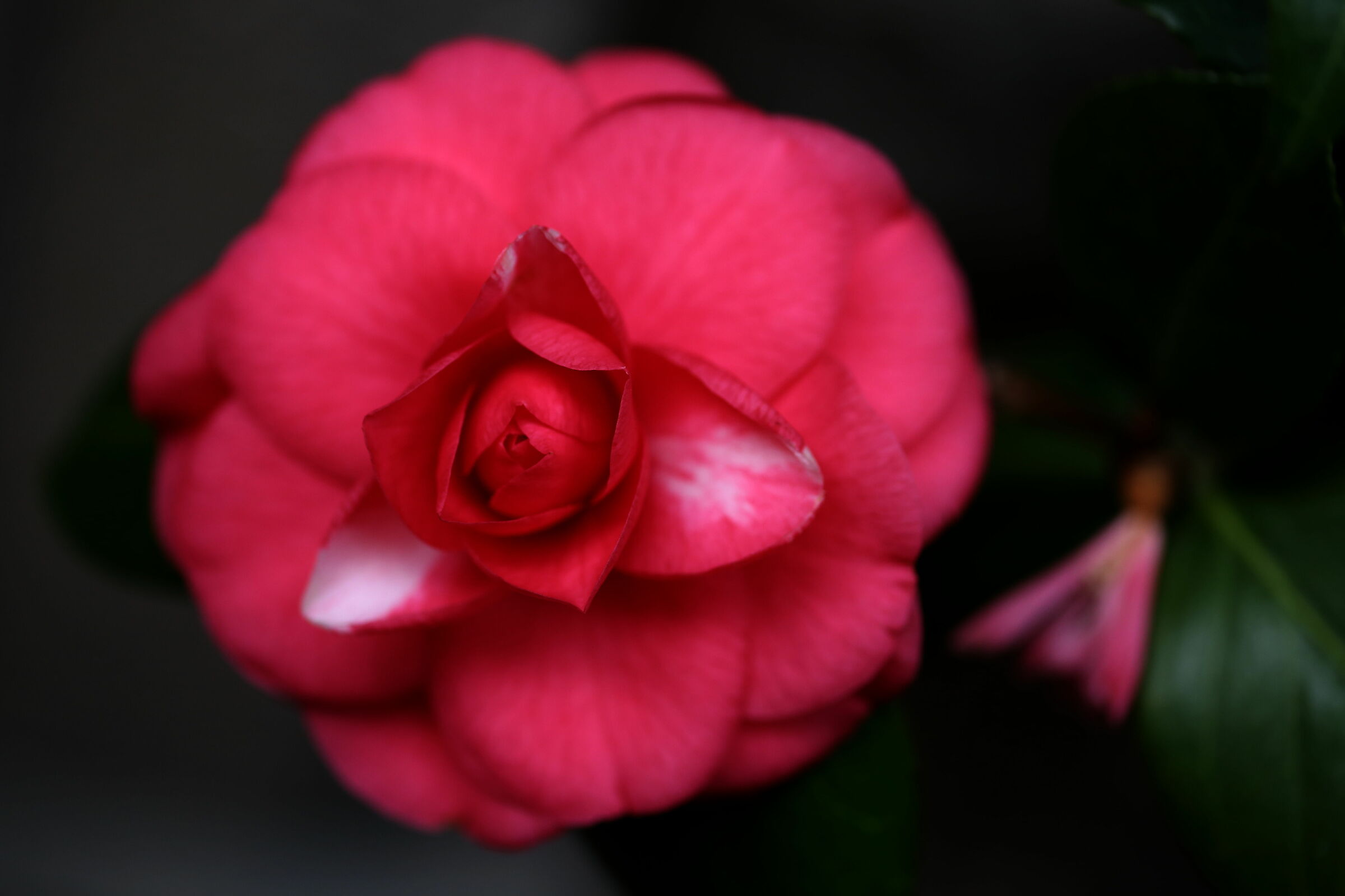 Camelia Rossa di Monterosso