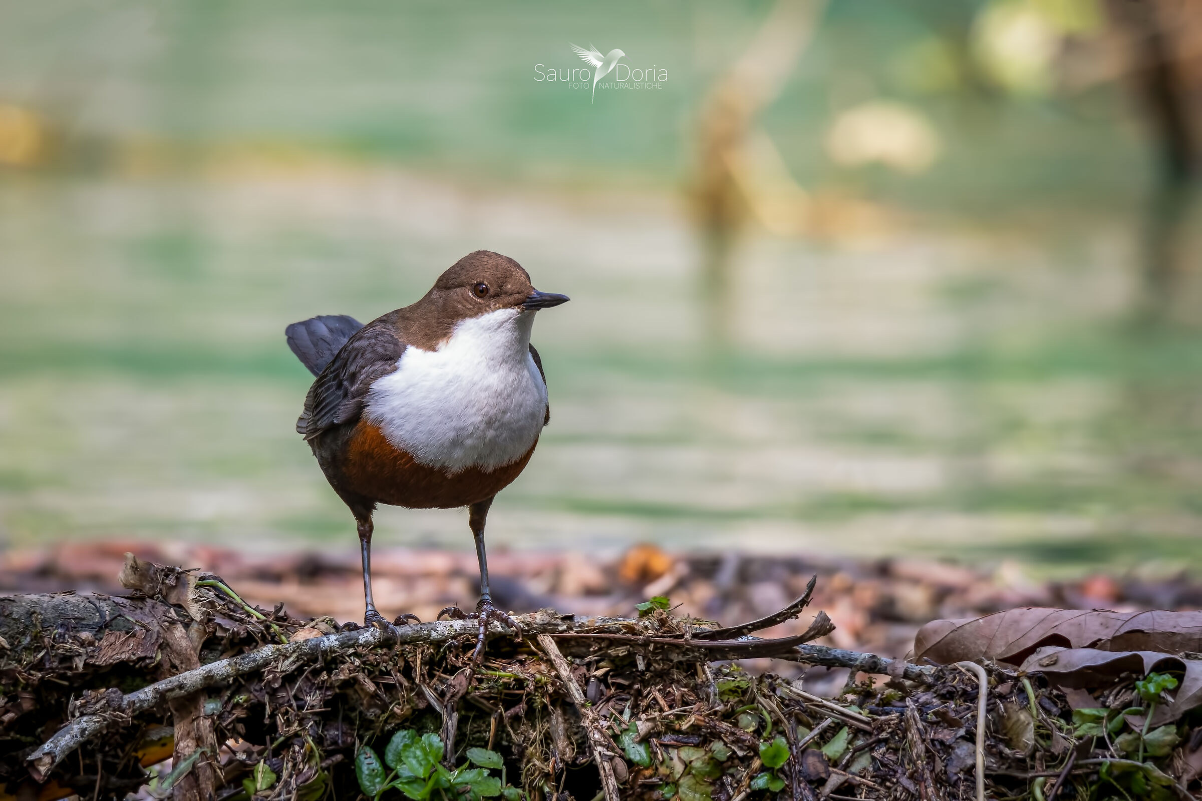 Dipper-Gularis Aquaticus