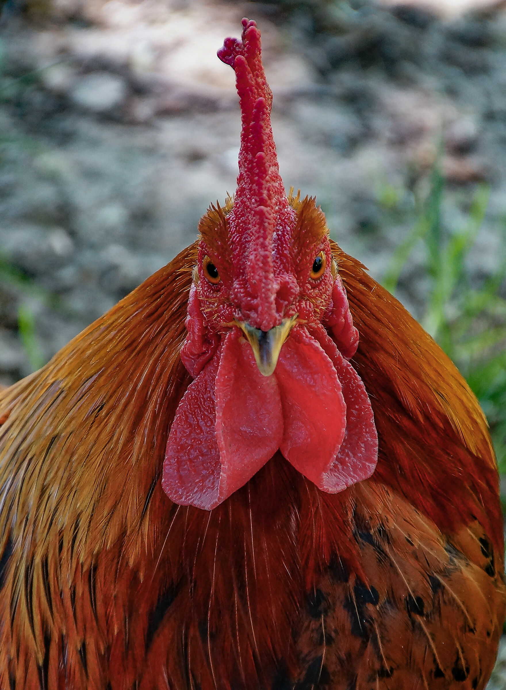 Gallo ruspante